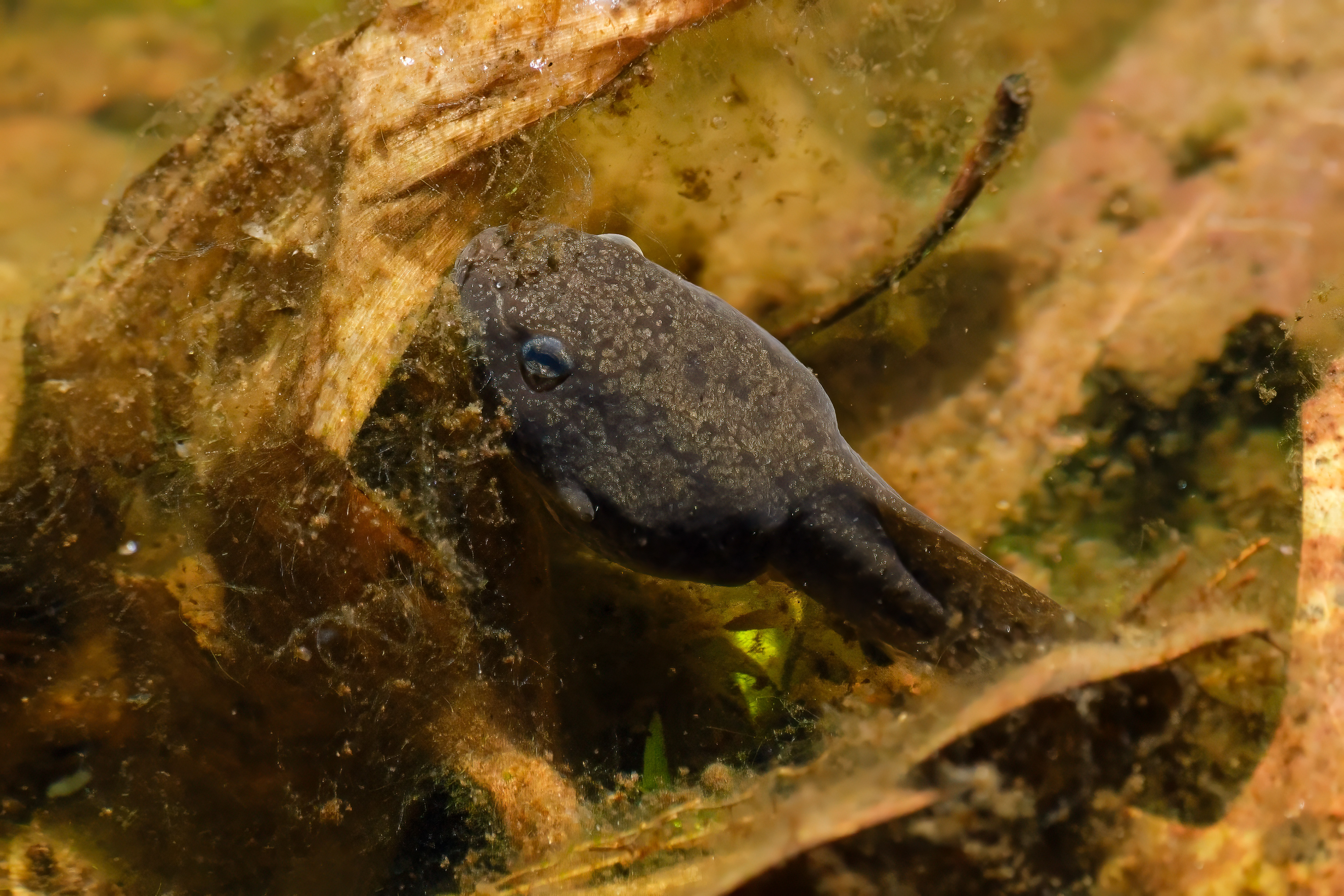 260427-249 American Bullfrog (Lithobates catesbeianus)