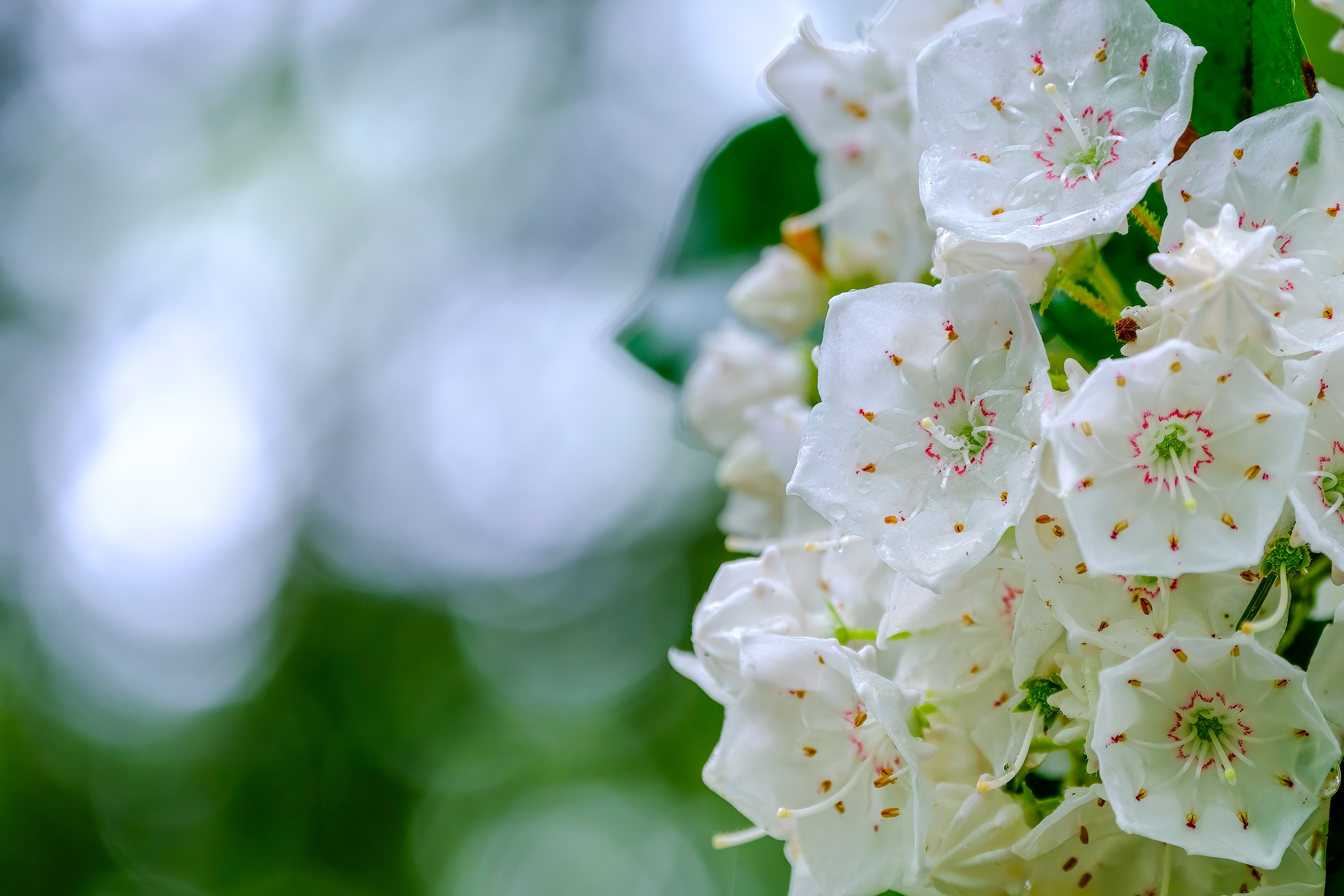 250610-642 Mountain Laurel (Kalmia latifolia)