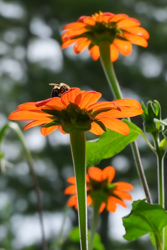 240906-478 Red Sunflowers with Bee