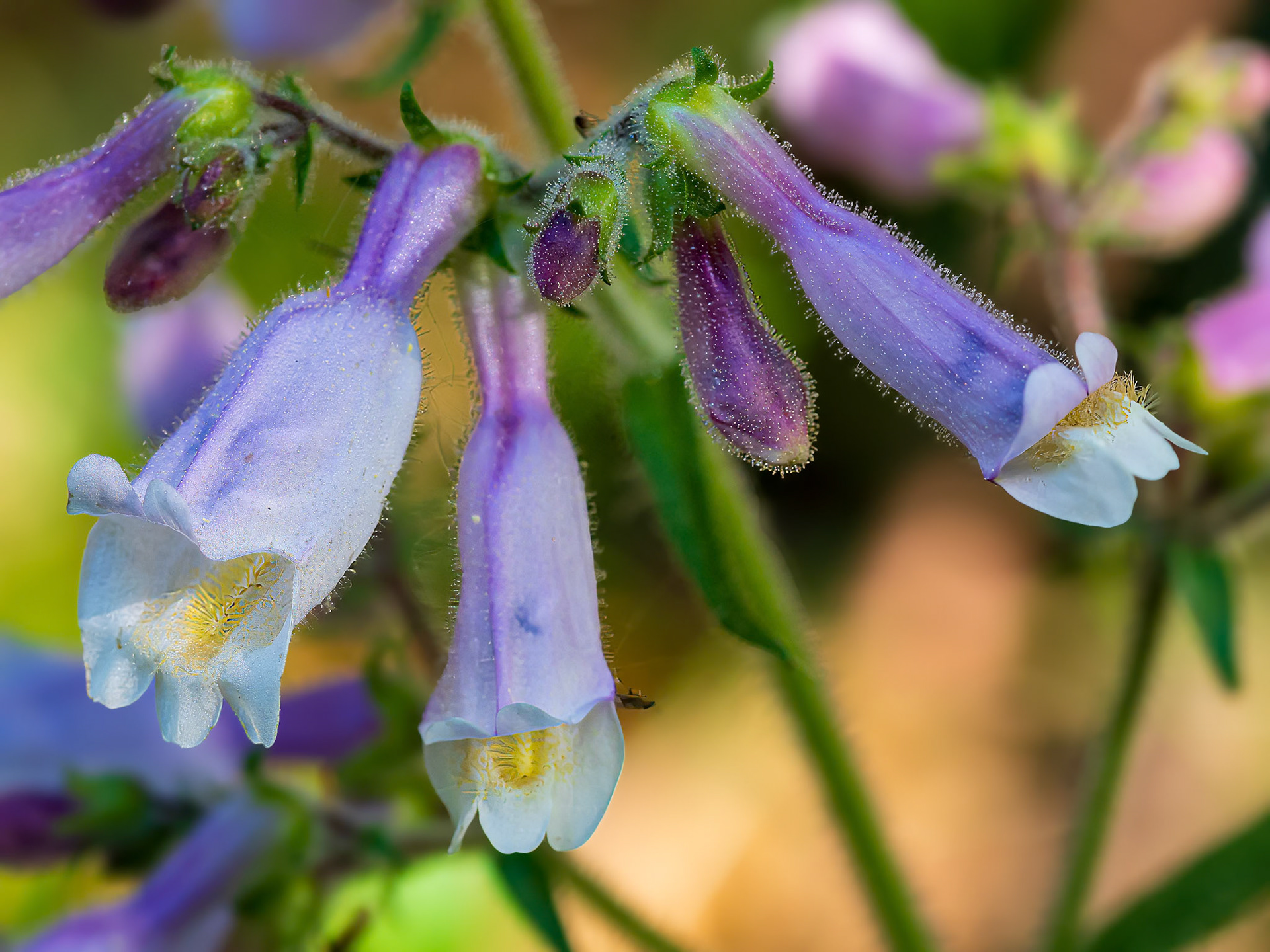 24604-006 Northeastern Beardtongue (Penstemon hirsutus)