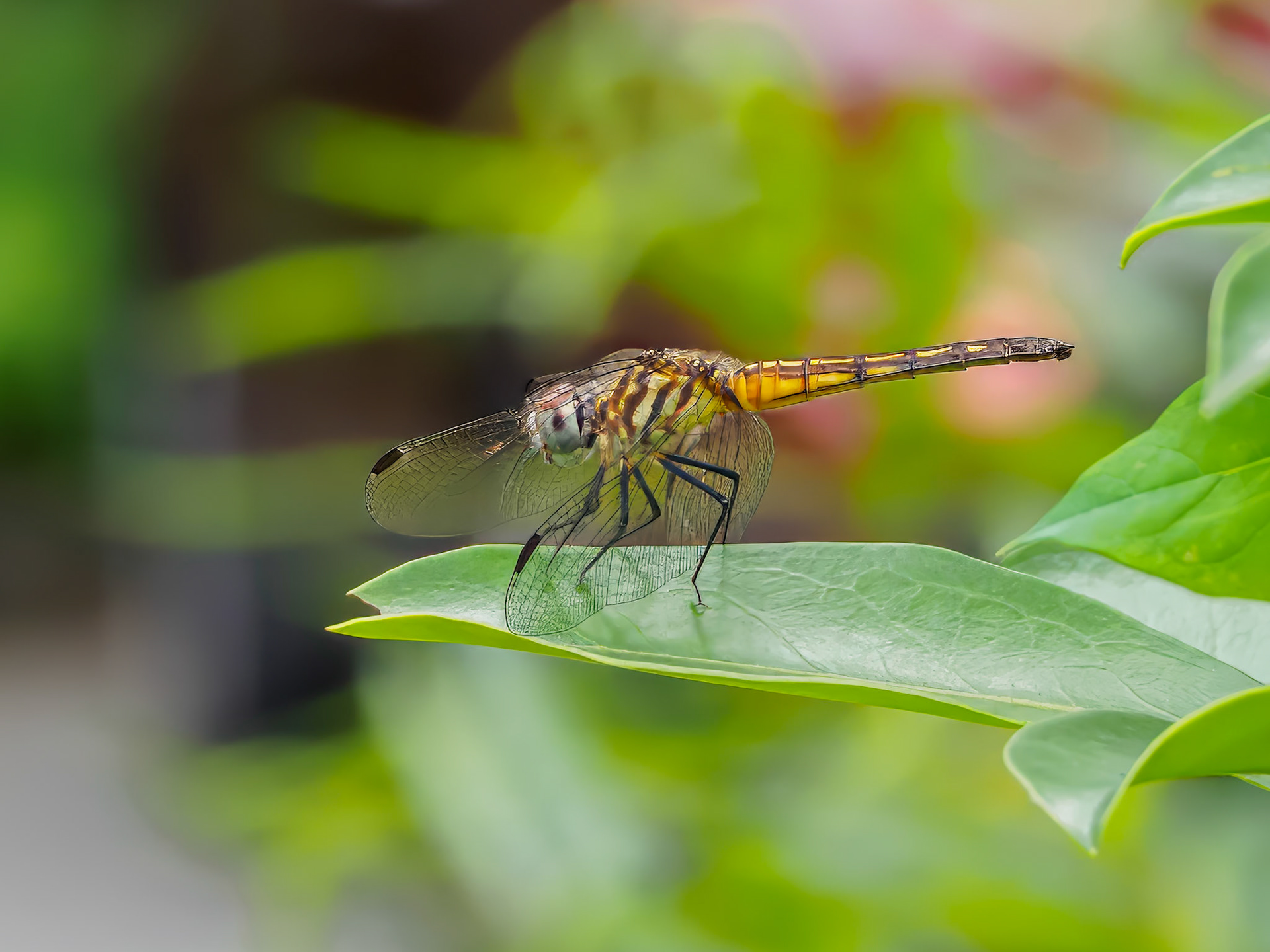 24624-088 Dragonfly