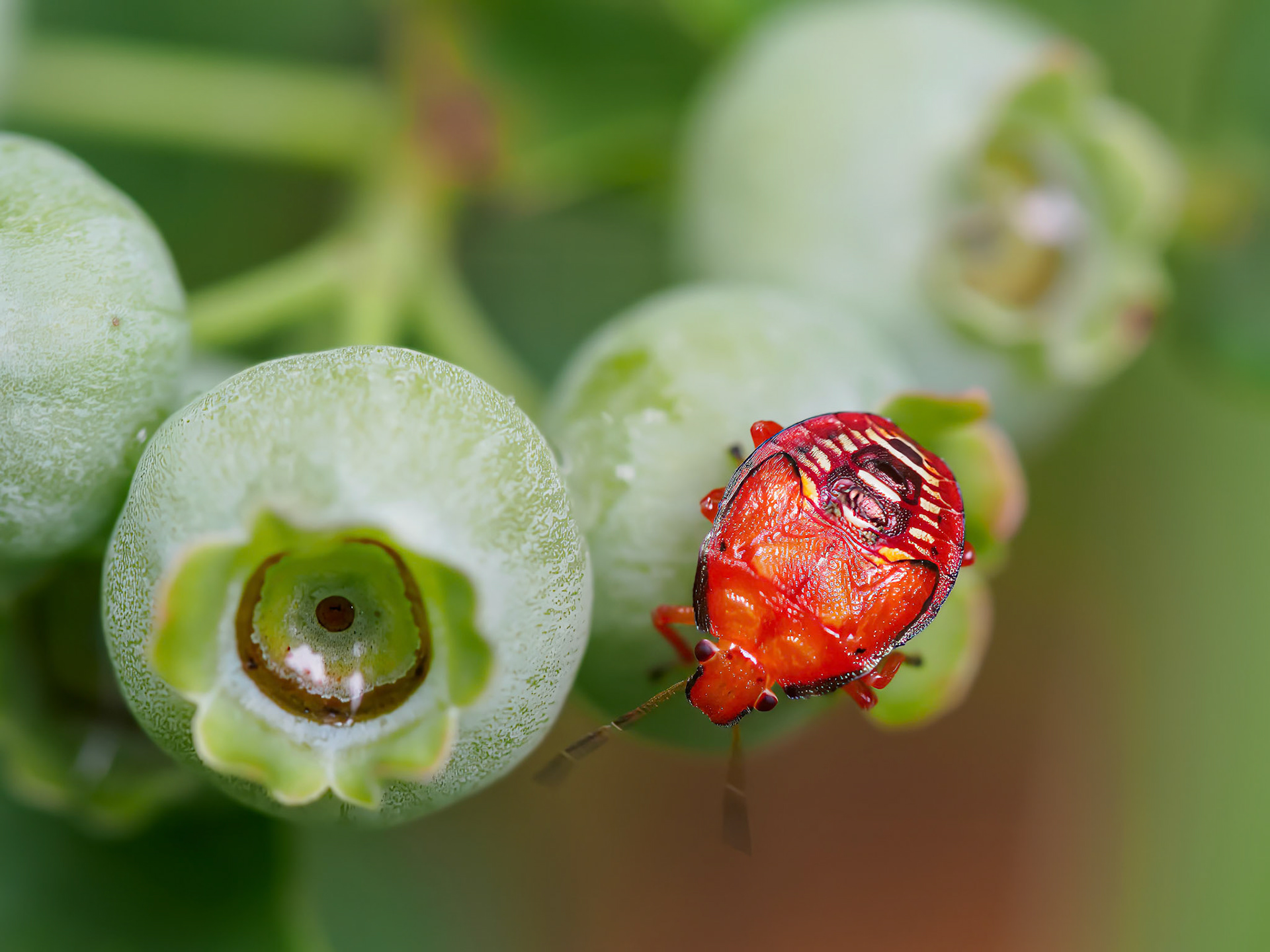 24622-017 Stink Bug