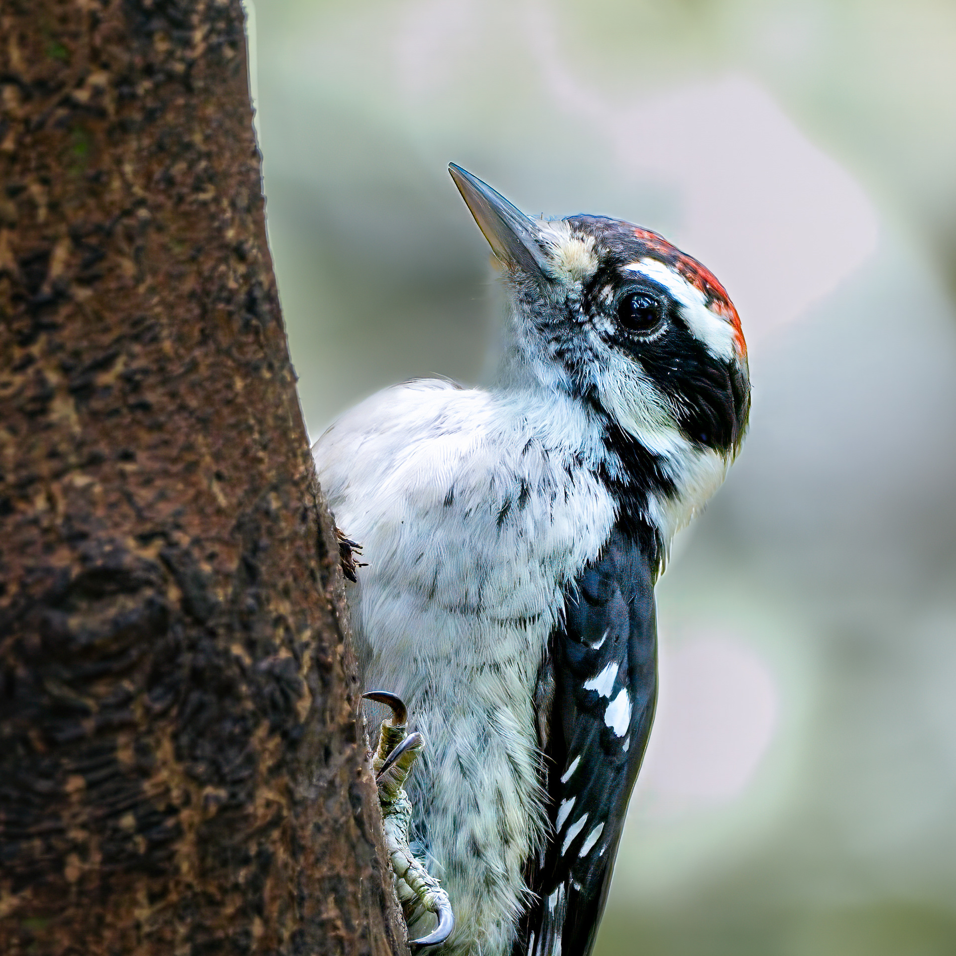 250722-339 Downy Woodpecker (Dryobates pubescens)