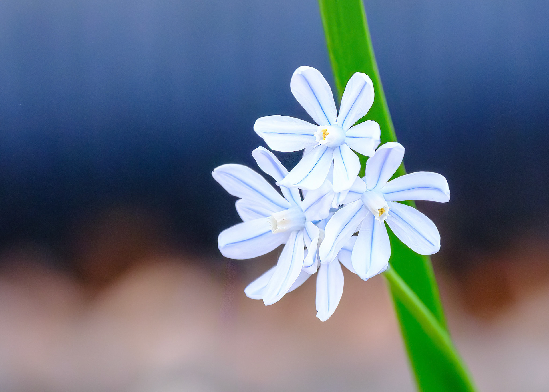 250420-285 Striped Squill (Puschkinia scilloides)