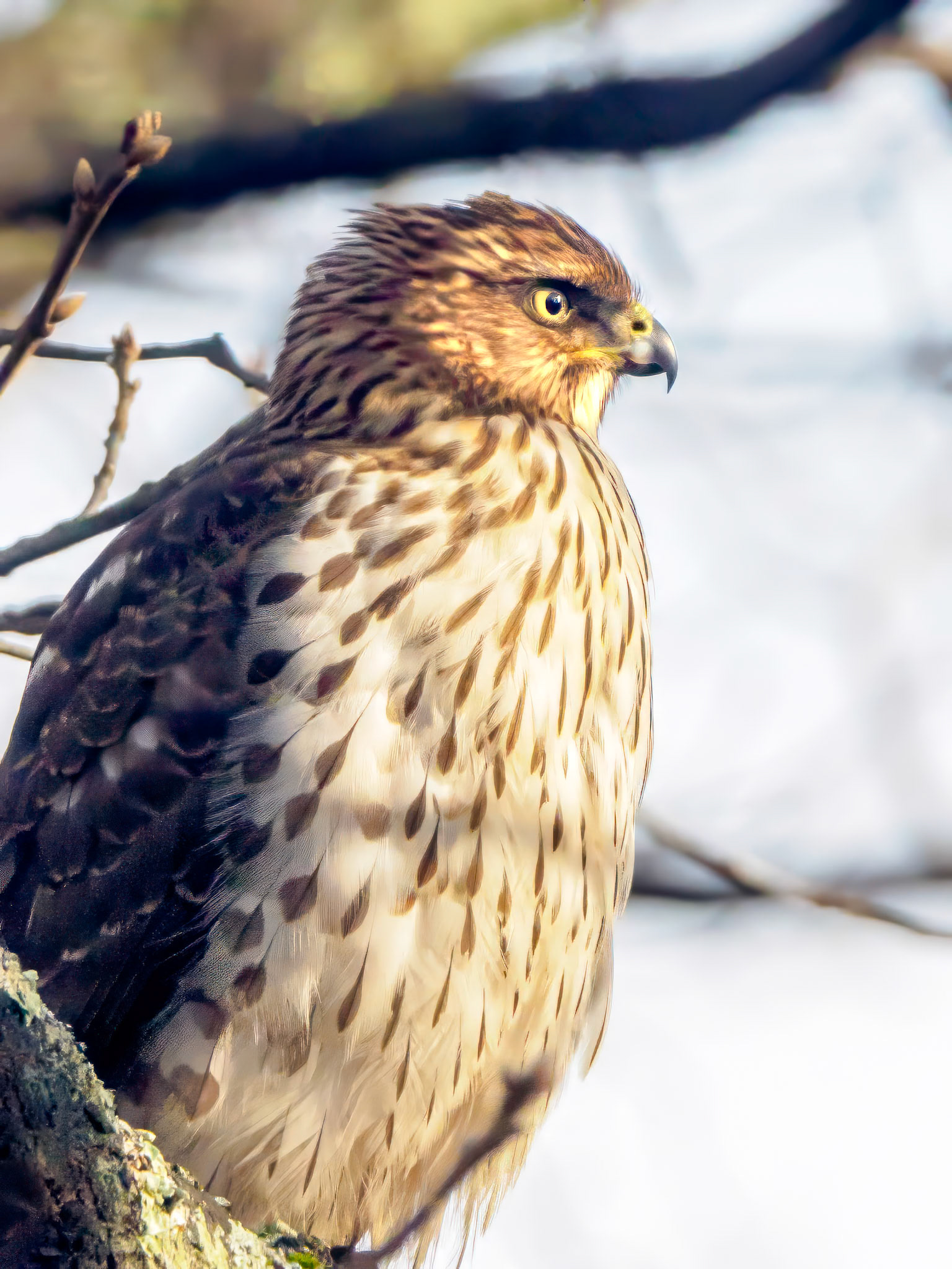 17112025 Cooper's Hawk