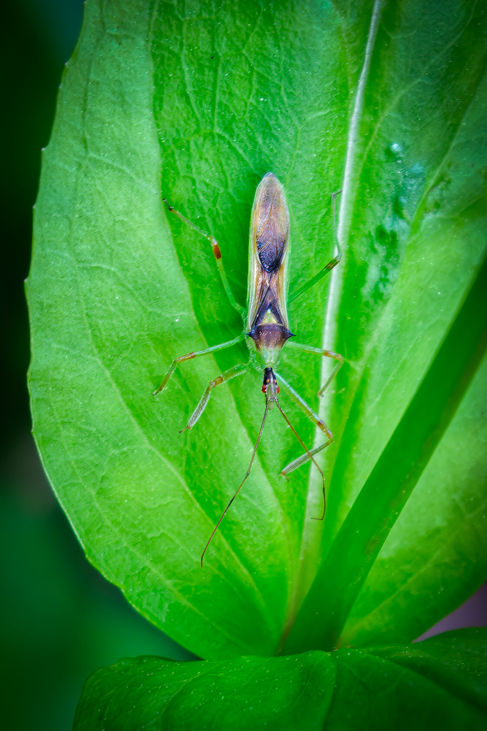 250526-542 Pale Green Assassin Bug (Zelus luridus)