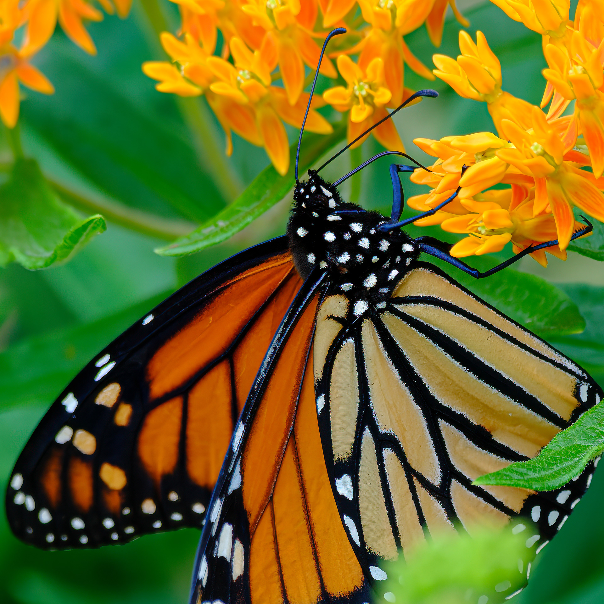 260705-748 Monarch (Danaus plexippus)