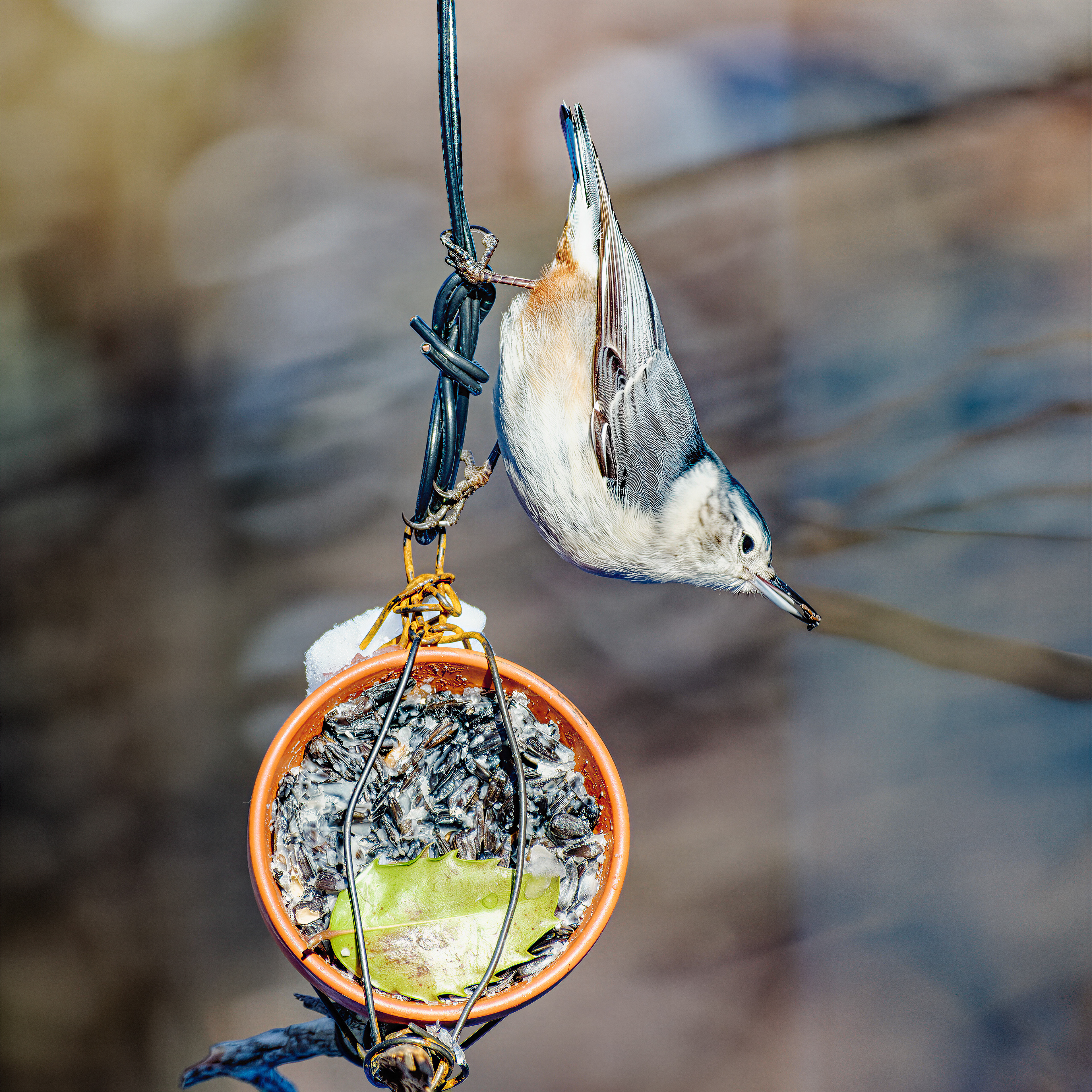 260120-447 White-breasted Nuthatch (Sitta carolinensis) atop Homemade Feeder