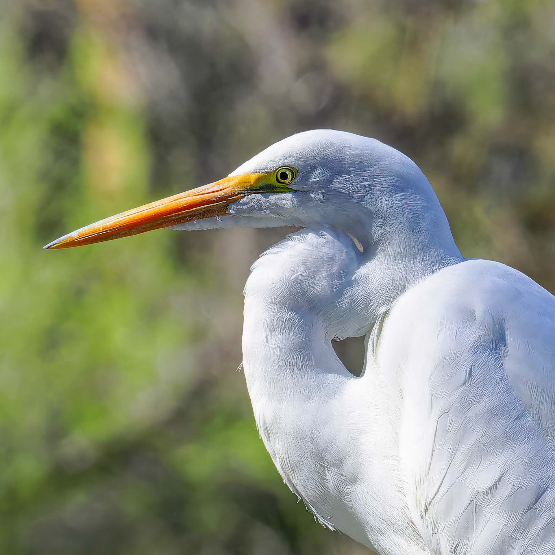 24312063-1 Egret