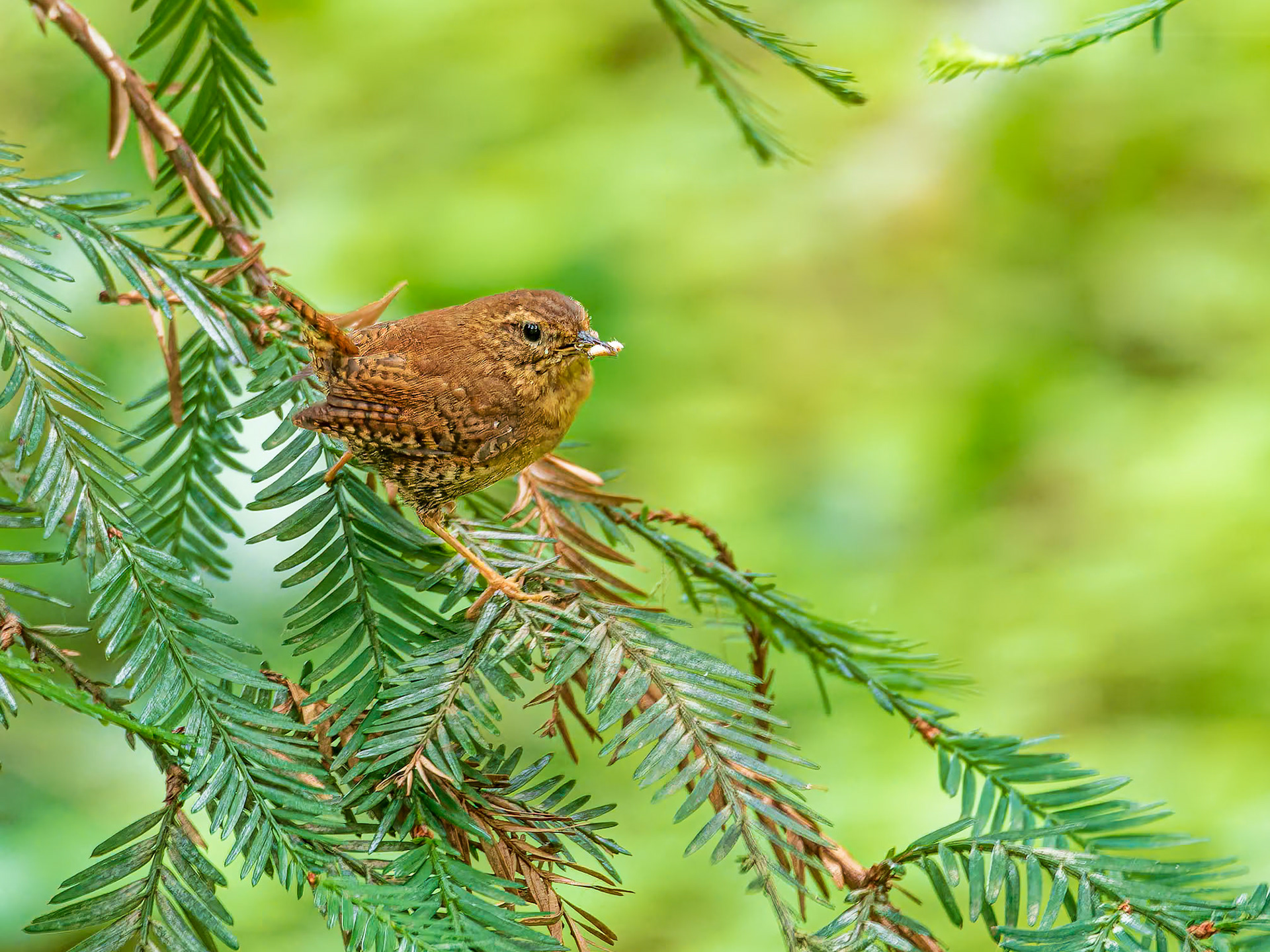 23525407 Pacific Wren