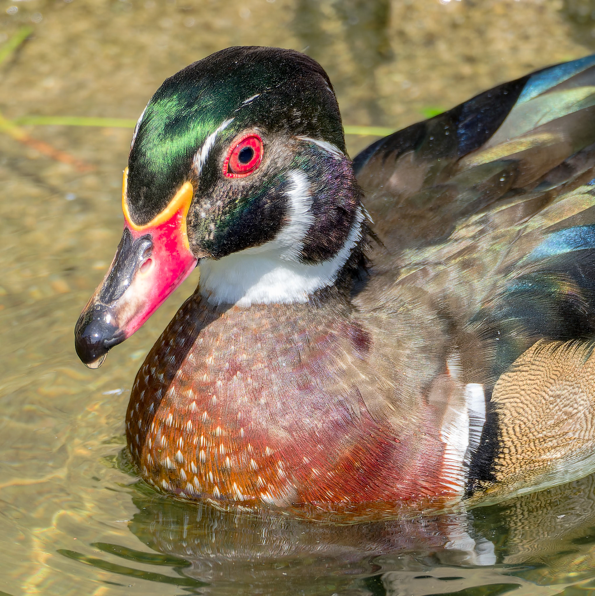 16820212 Wood Duck 1