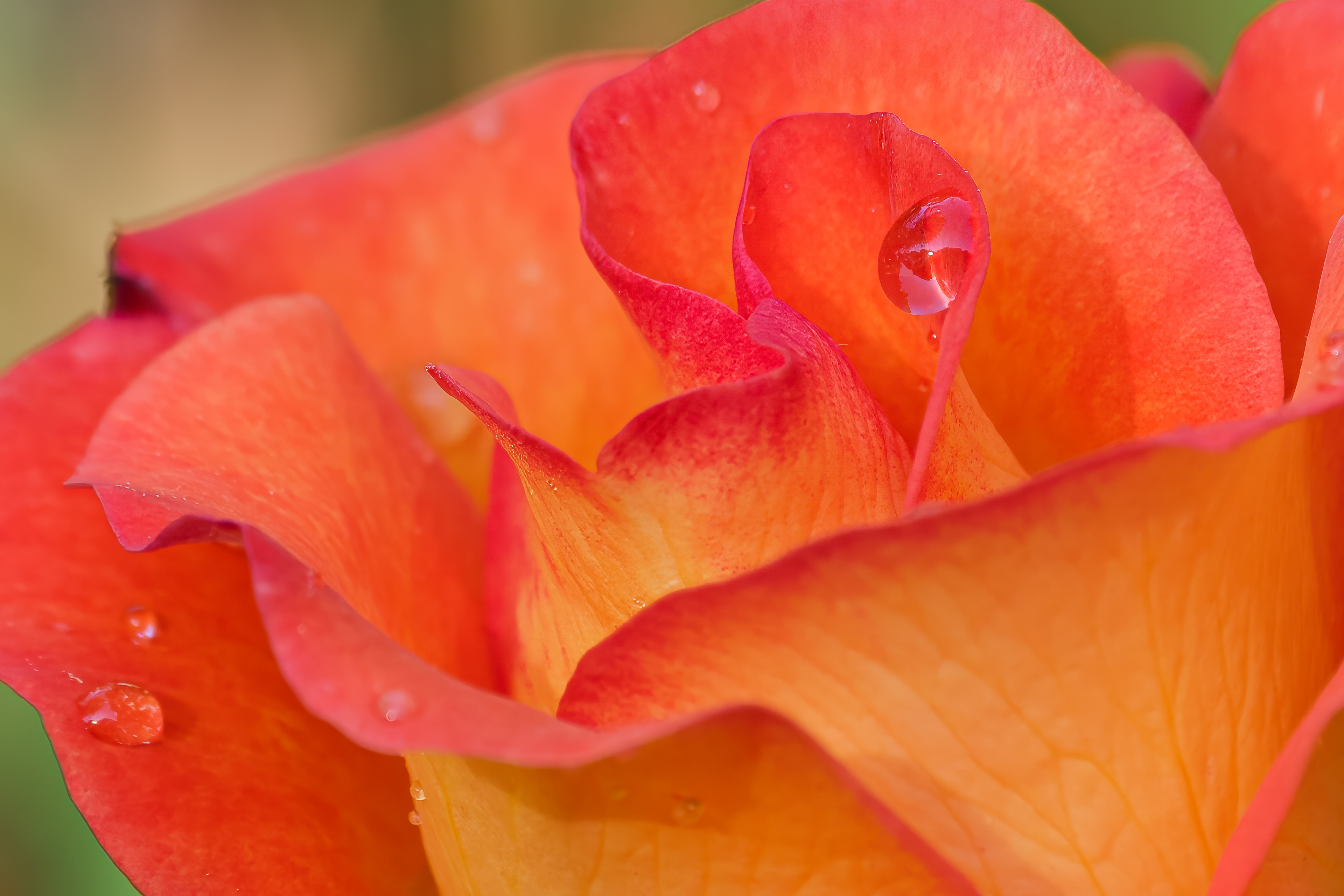 250602-634 Orange Rose