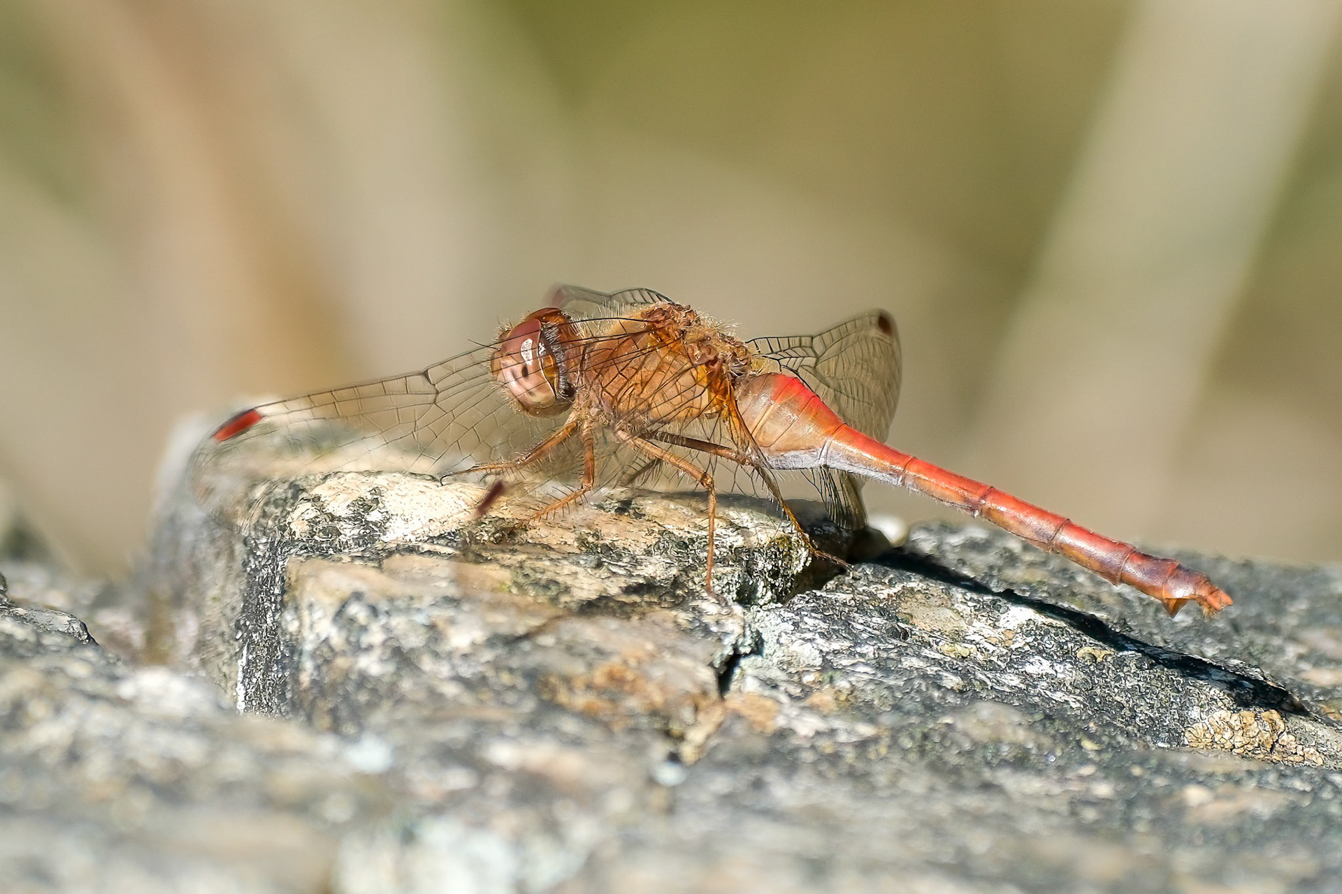 240928-006 Autumn Meadowhawk (Sympetrum vicinum)