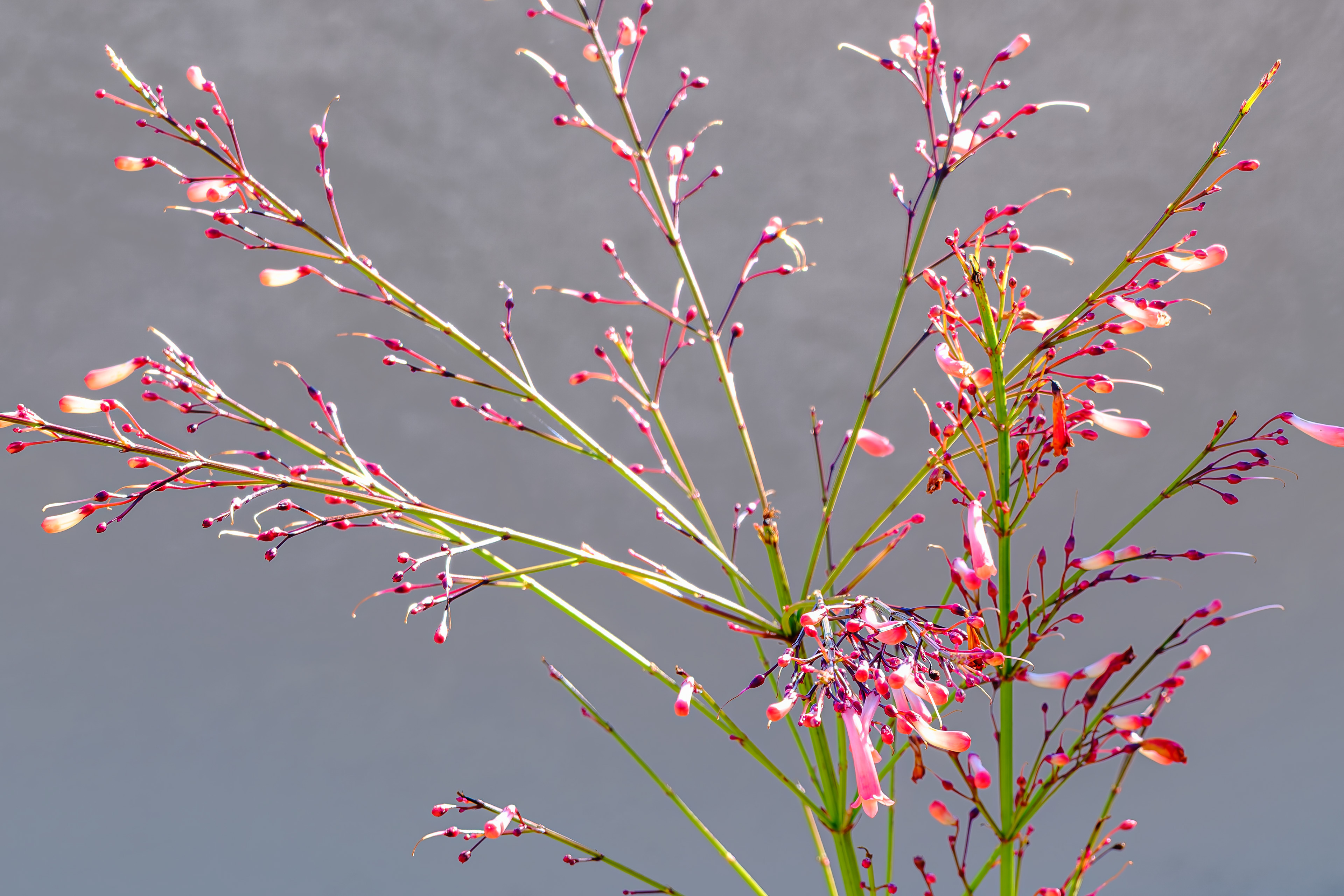 260218-878 Firecracker Plant (Russelia equisetiformis)