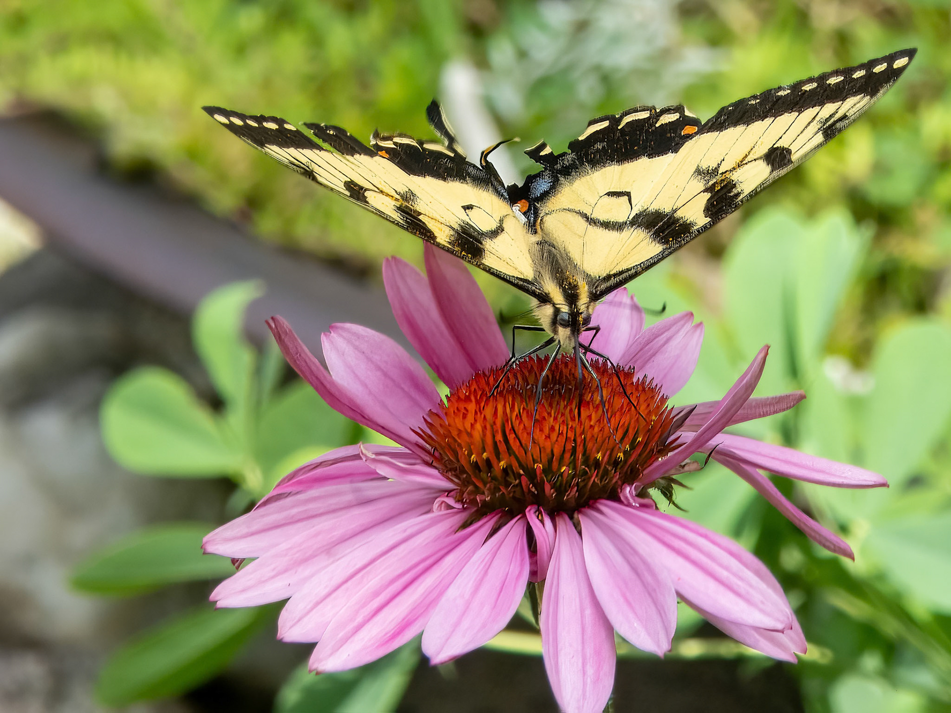 Eastern Tiger Swallowtail (Papilio glaucus) ©dag