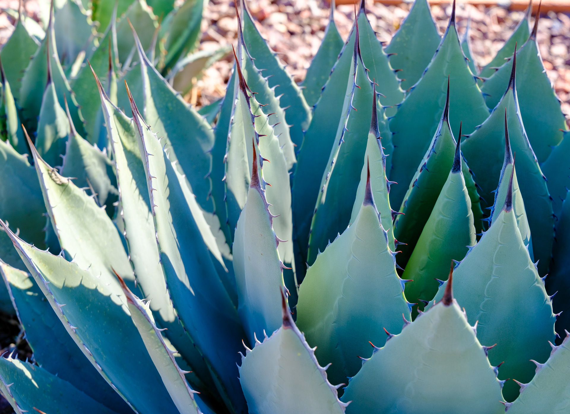 260218-885 Century Plants (Genus Agave)