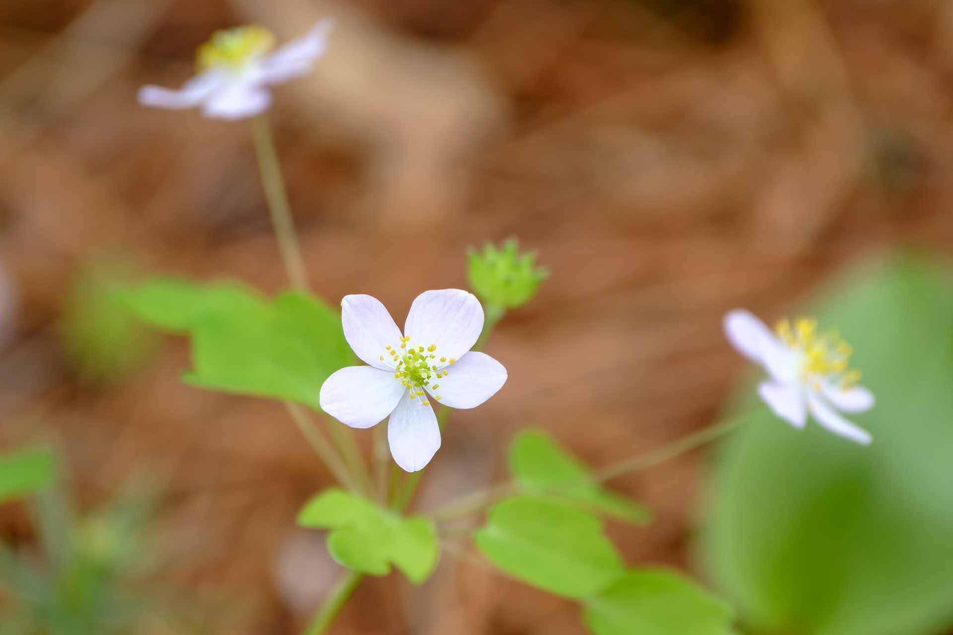250504-096 Rue Anemone (Thalictrum thalictroides)