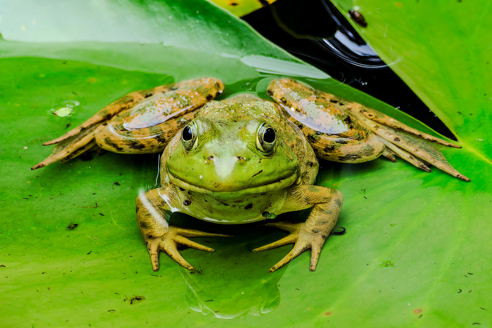 250626-800 American Bullfrog (Lithobates catesbeianus)