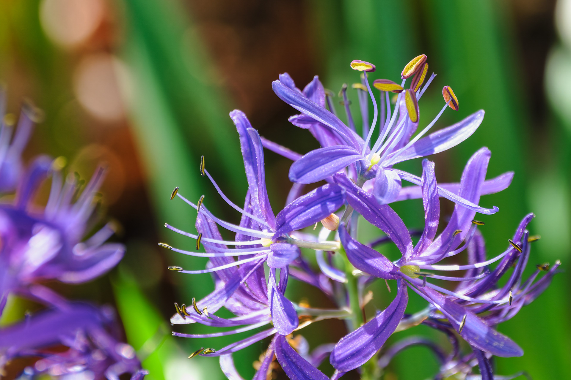 250512-270 Great Camas (Camassia leichtlinii)
