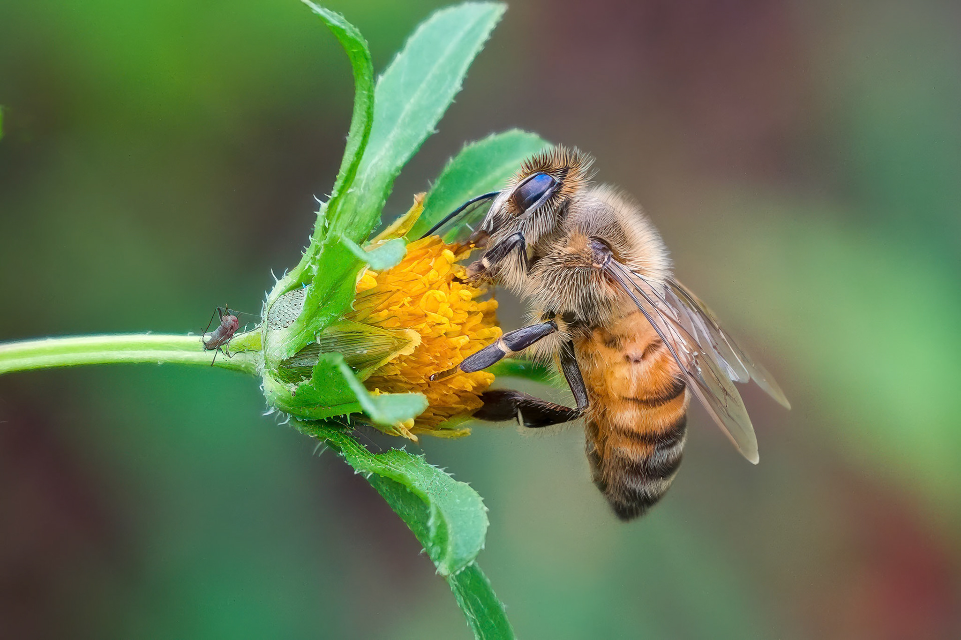 240909-563 Western Honey Bee (Apis mellifera)