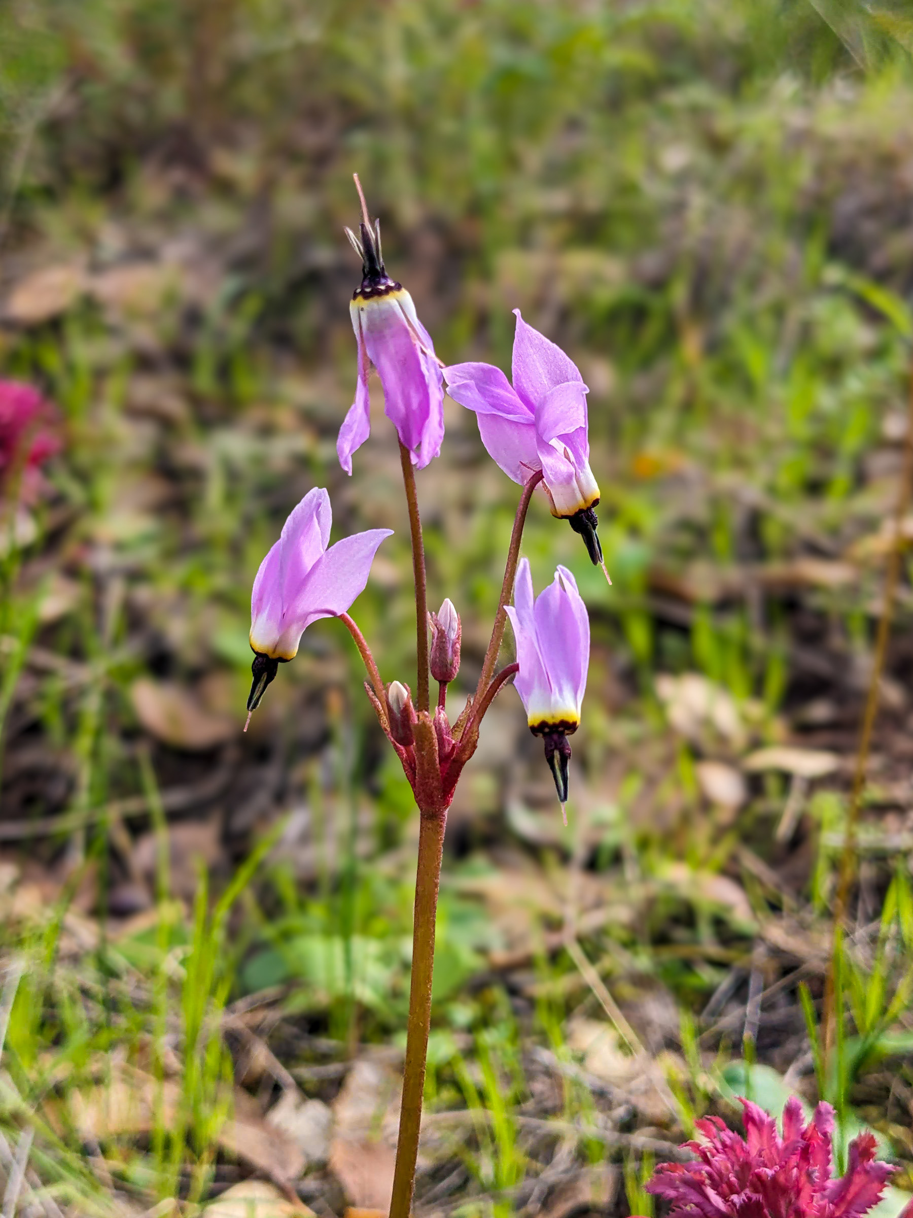 PXL260213-974 Henderson's Shooting Star (Primula hendersonii)