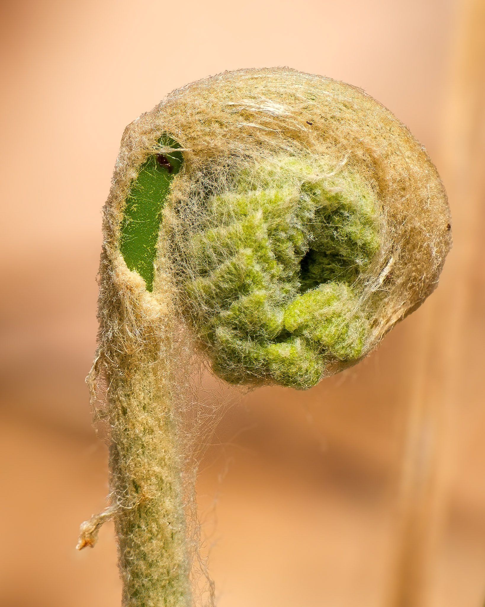 250424-714 Cinnamon Fern (Osmundastrum cinnamomeum)