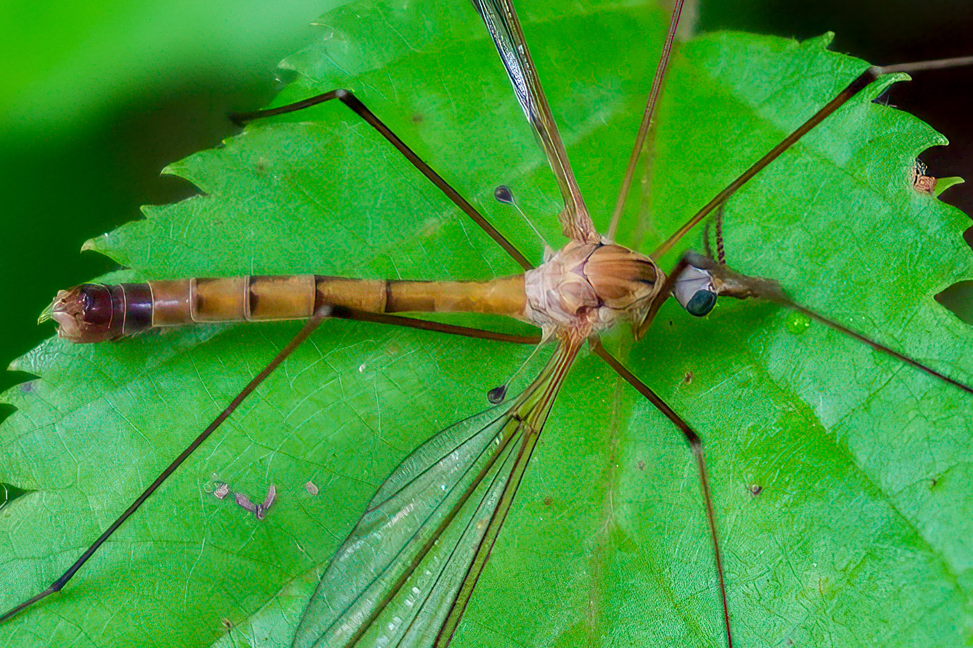 250524-527 Typical Crane Fly