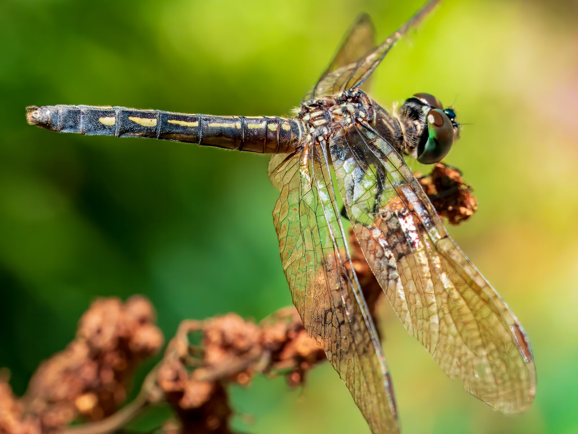 19719015 Dragonfly View 4