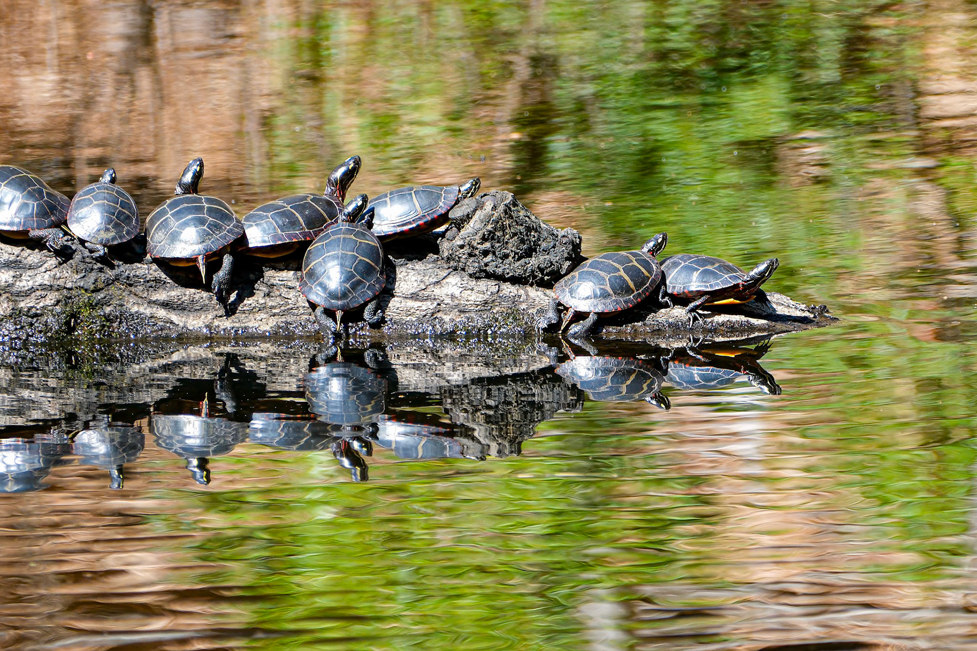 250417-242 Painted Turtles (Chrysemys picta)