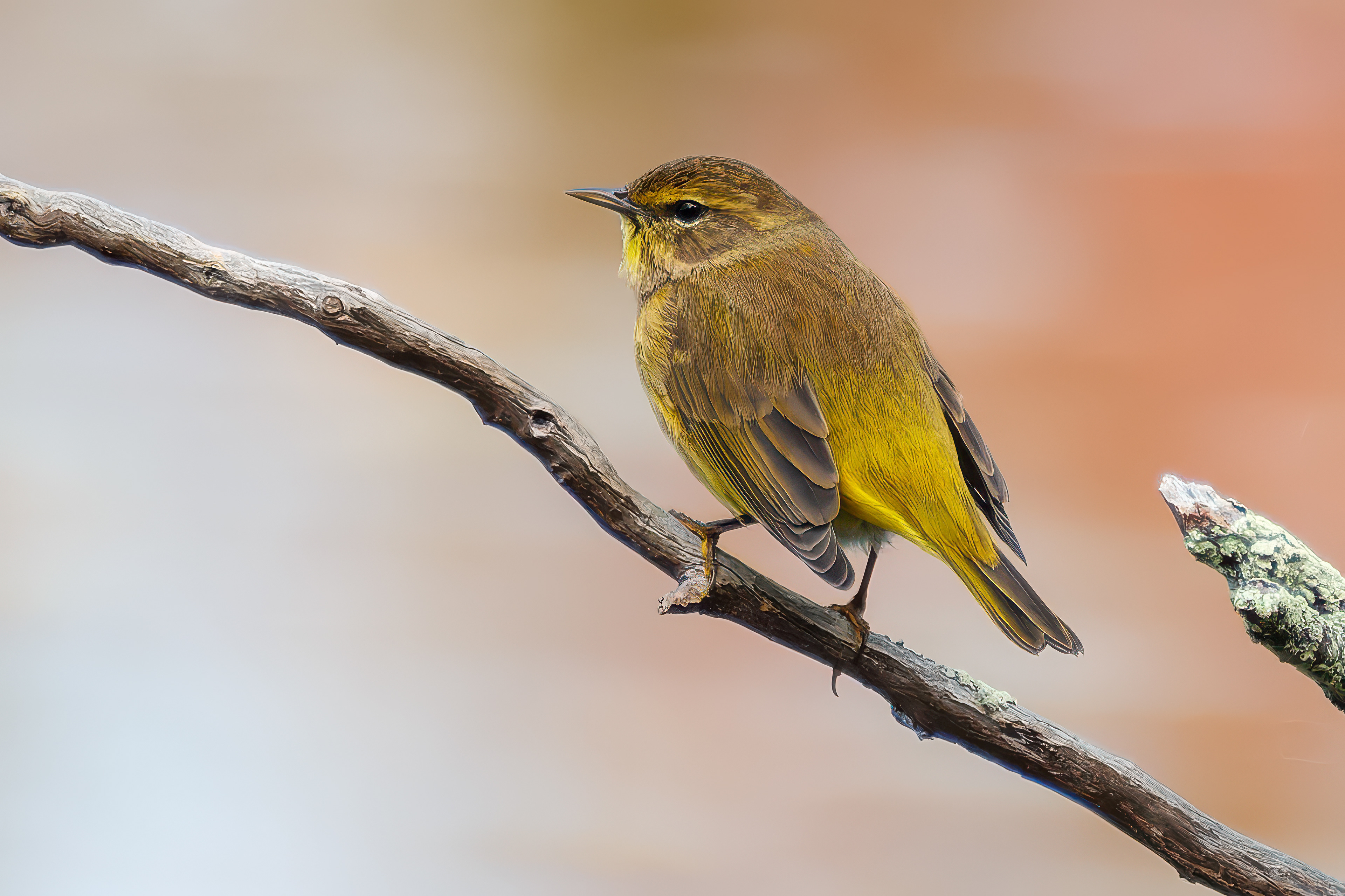 251015-067 Palm Warbler (Setophaga palmarum)