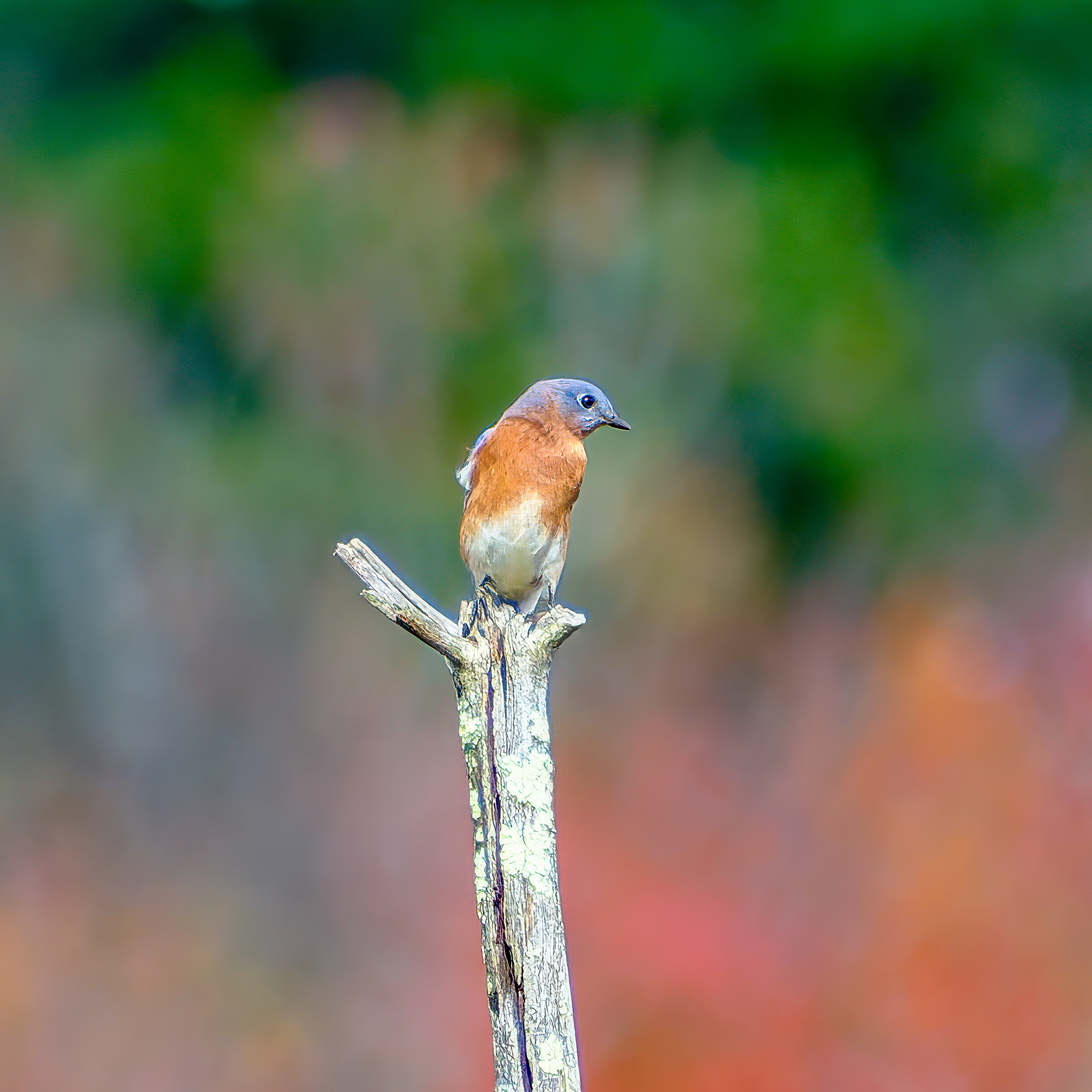251015-021 Eastern Bluebird (Sialia sialis)