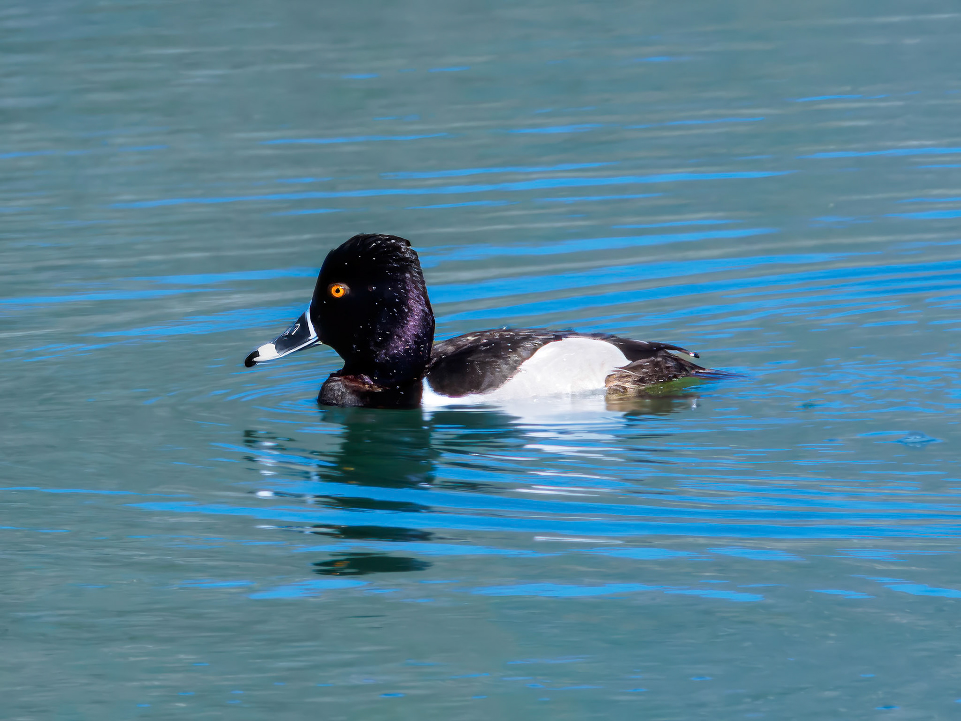 24312021 Ring-necked duck