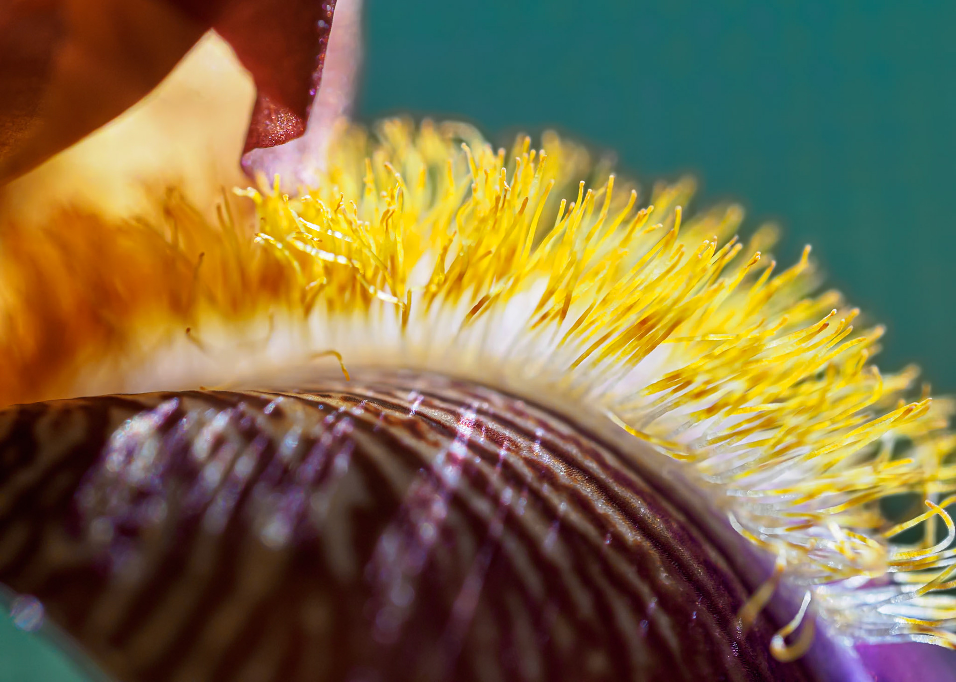 20602110 Cilia on Fire