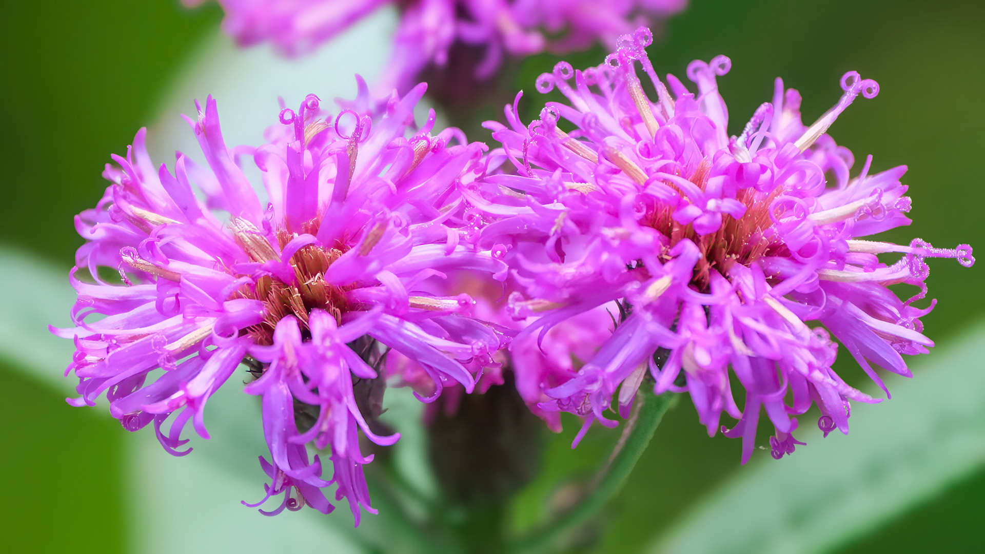 240924-937 New York Ironweed (Vernonia noveboracensis)