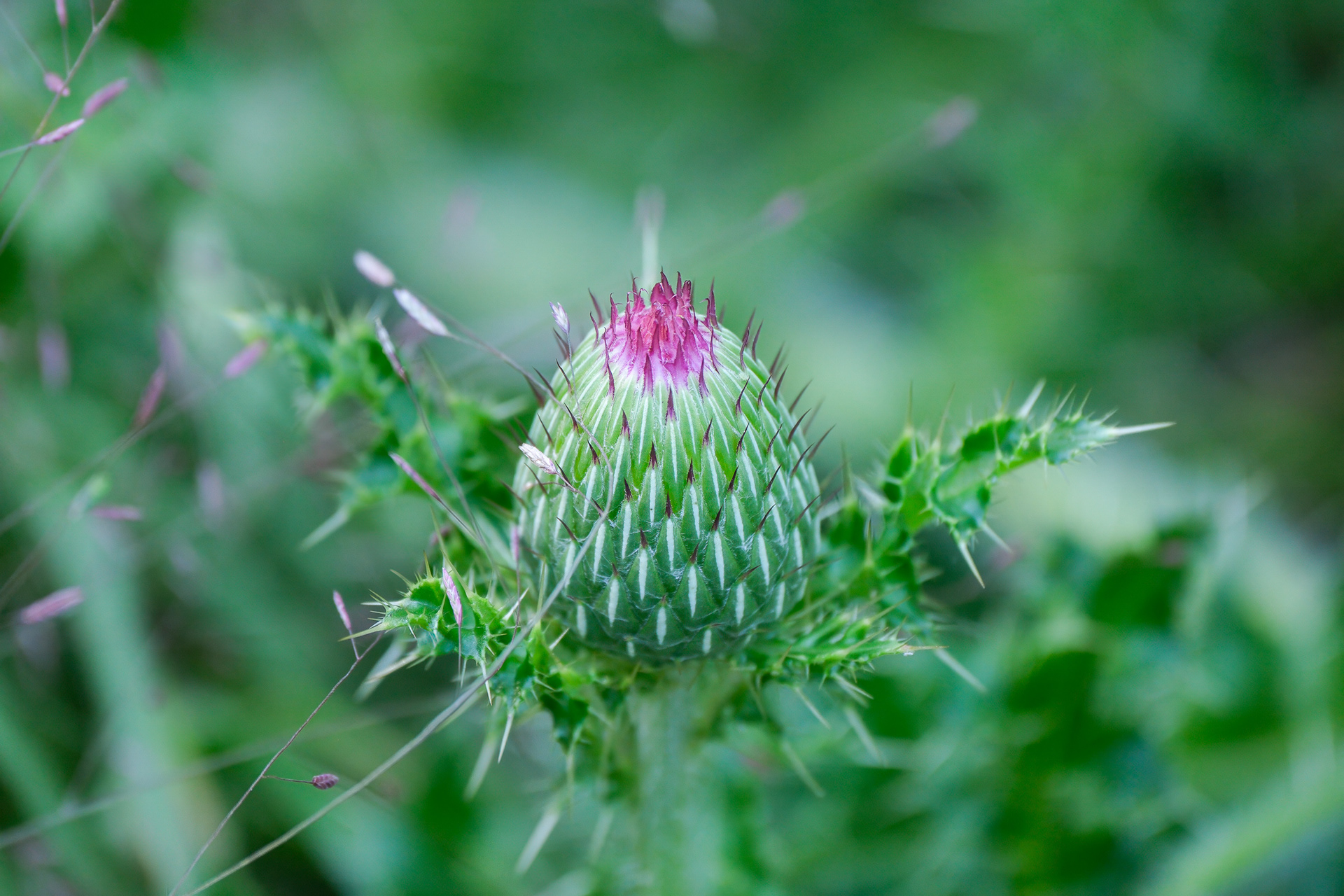 250801-467 Pasture Thistle (Cirsium pumilum)