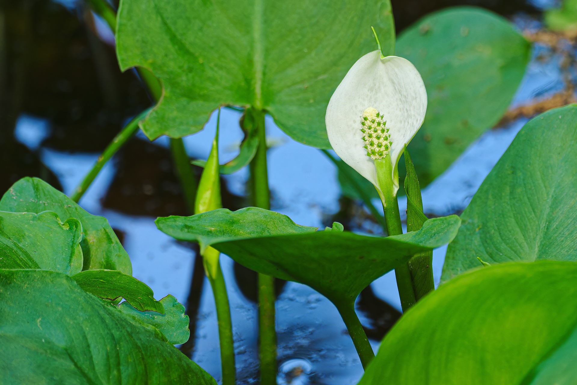 250513-315 Marsh Calla (Calla palustris)