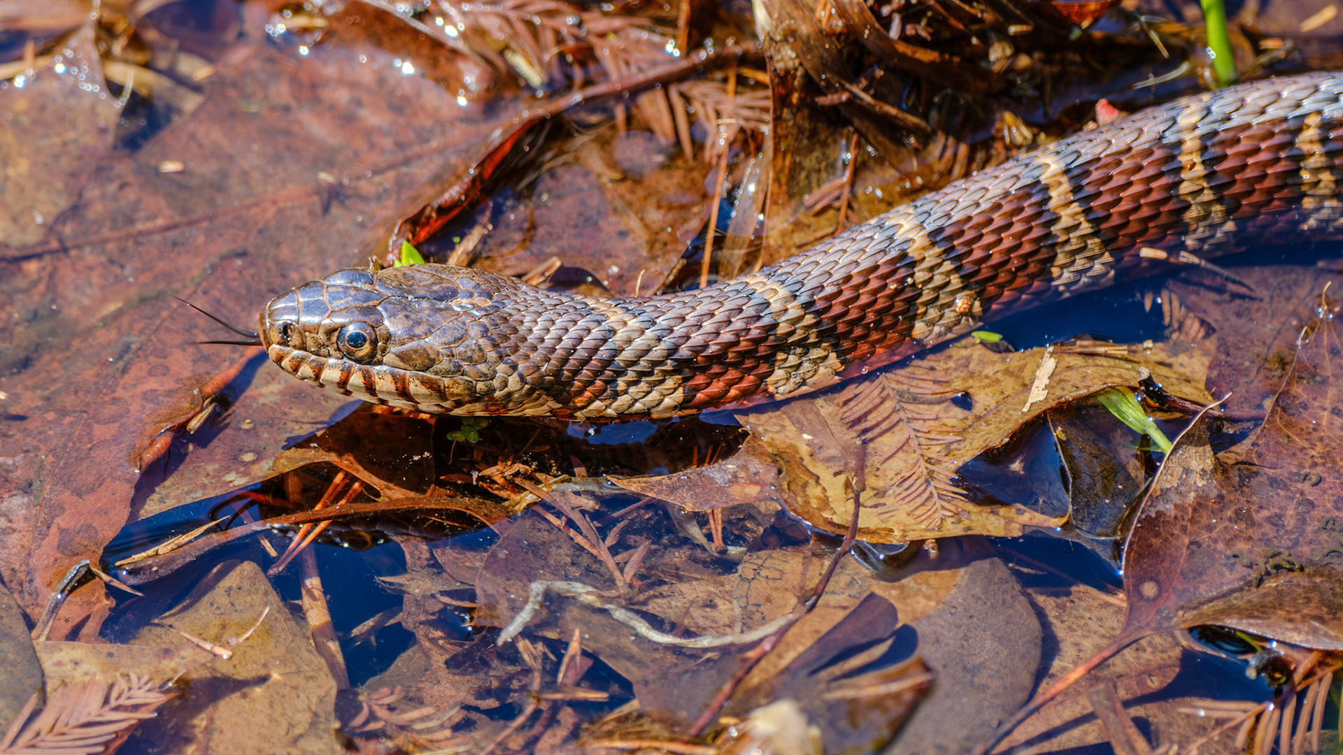 250424-728 Common Watersnake (Nerodia sipedon)