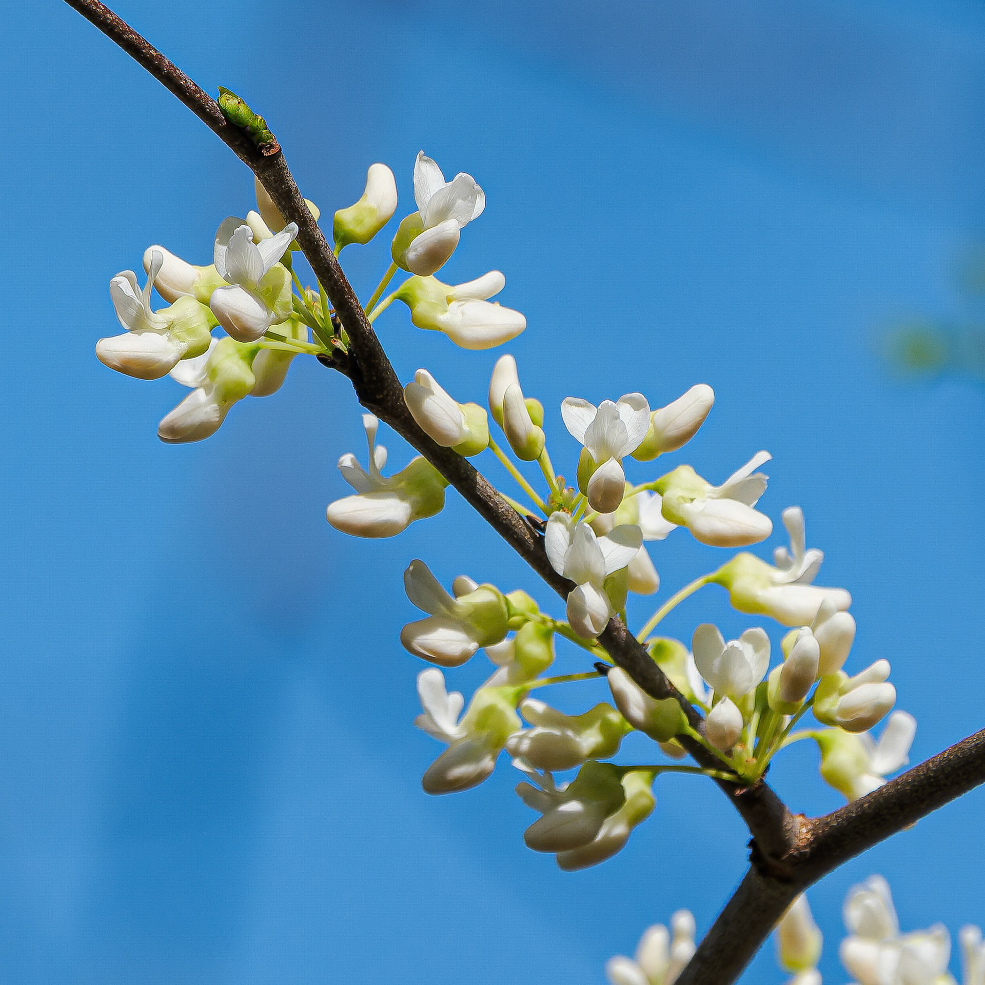 250429-874 Eastern Redbud (white form) (Cercis canadensis forma alba)