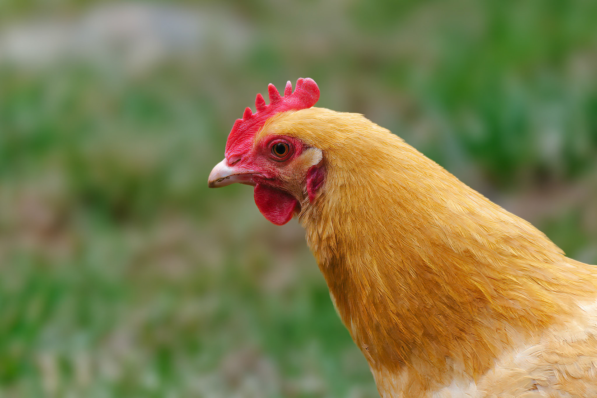 250421-547 Buff Orpington Chicken (Gallus gallus domesticus)