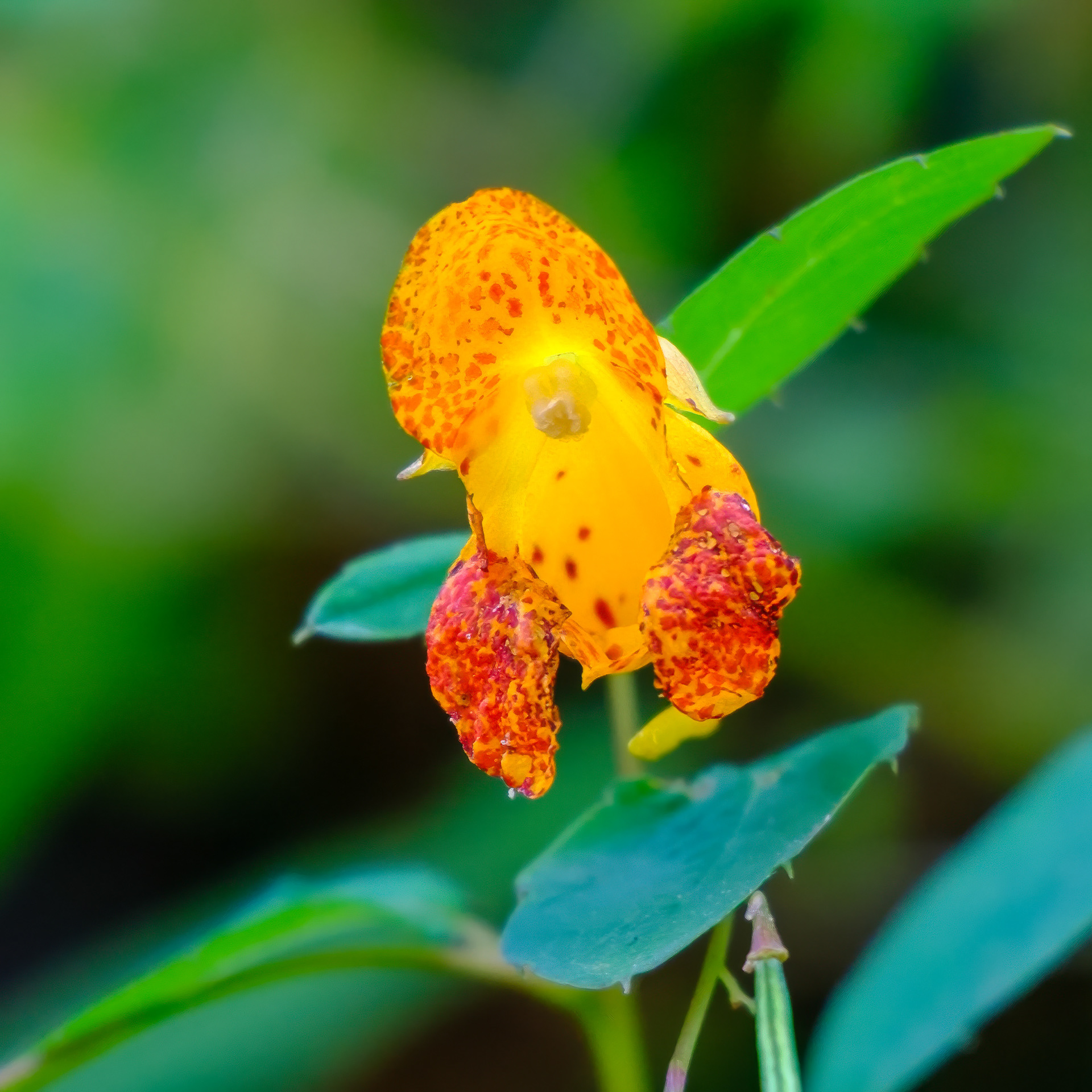 250914-898 Common Jewelweed (Impatiens capensis)