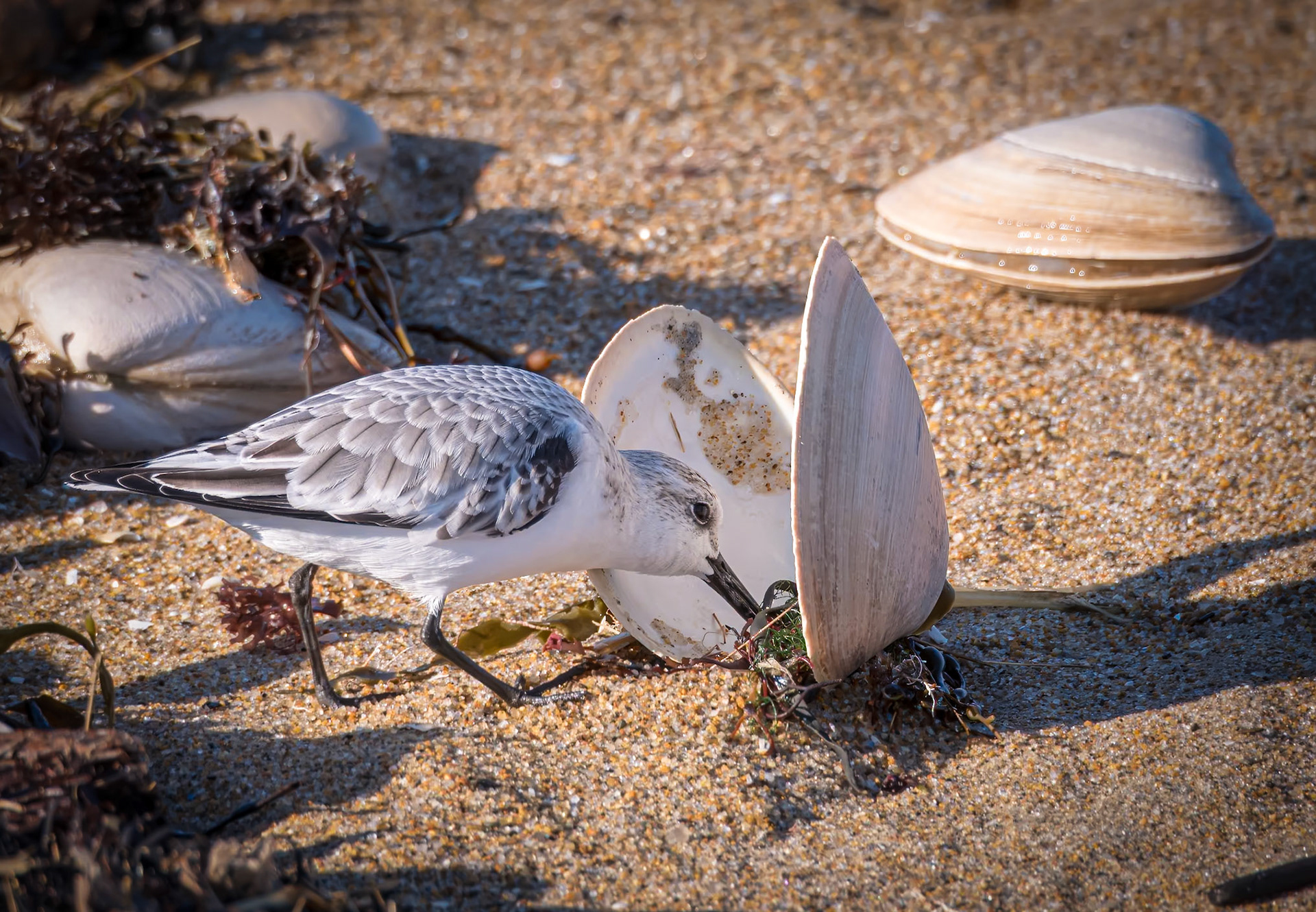 21B08058 Sandpiper Clamming