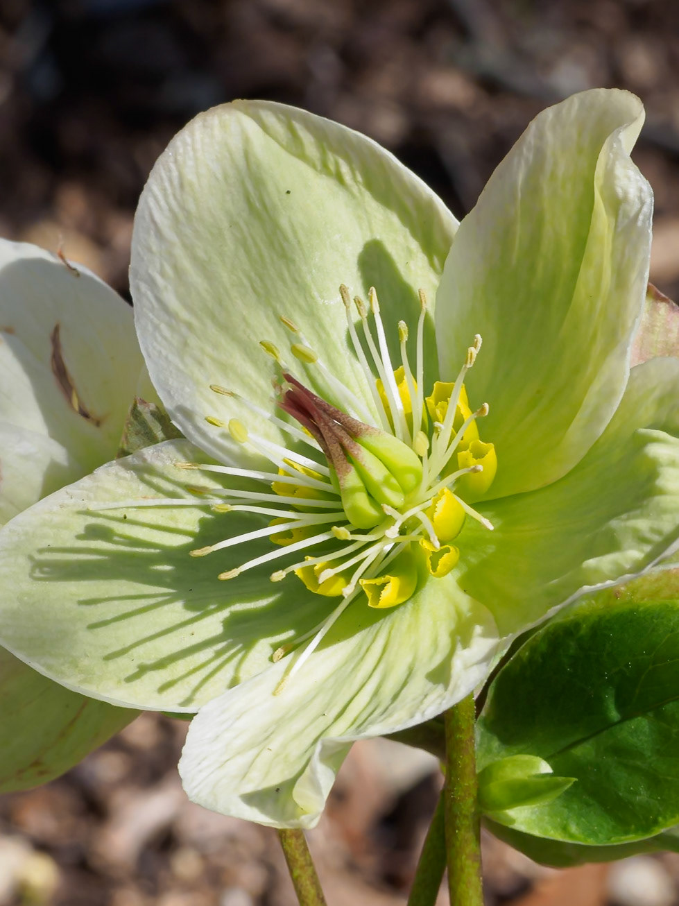 24415-179 Hellebore