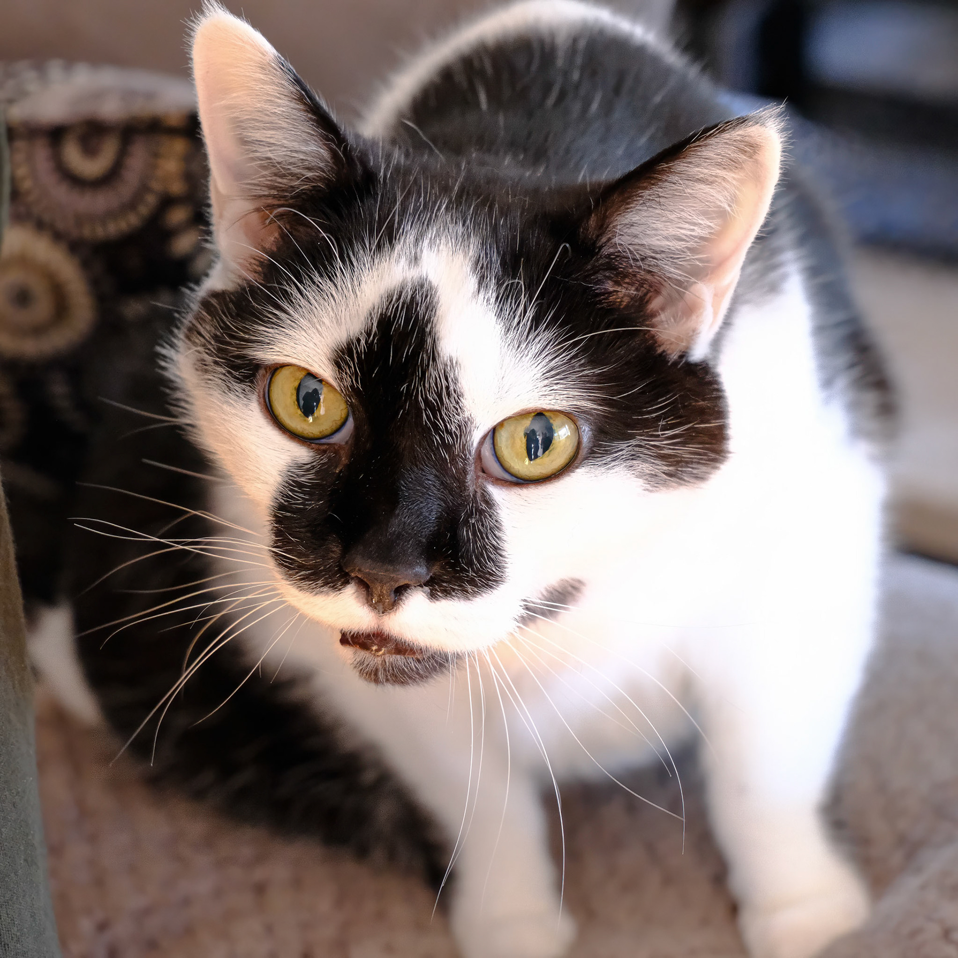 241116-523 House Cat