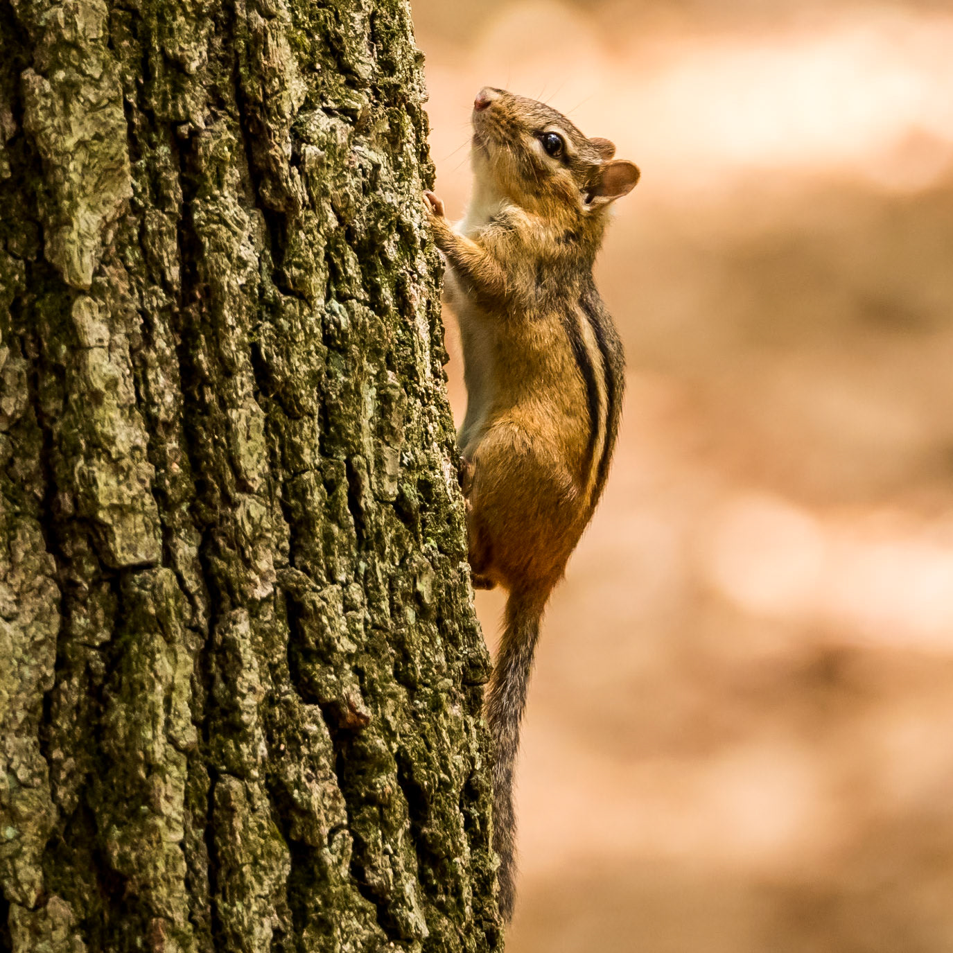 15606077 Vertical Climbing Oficianado