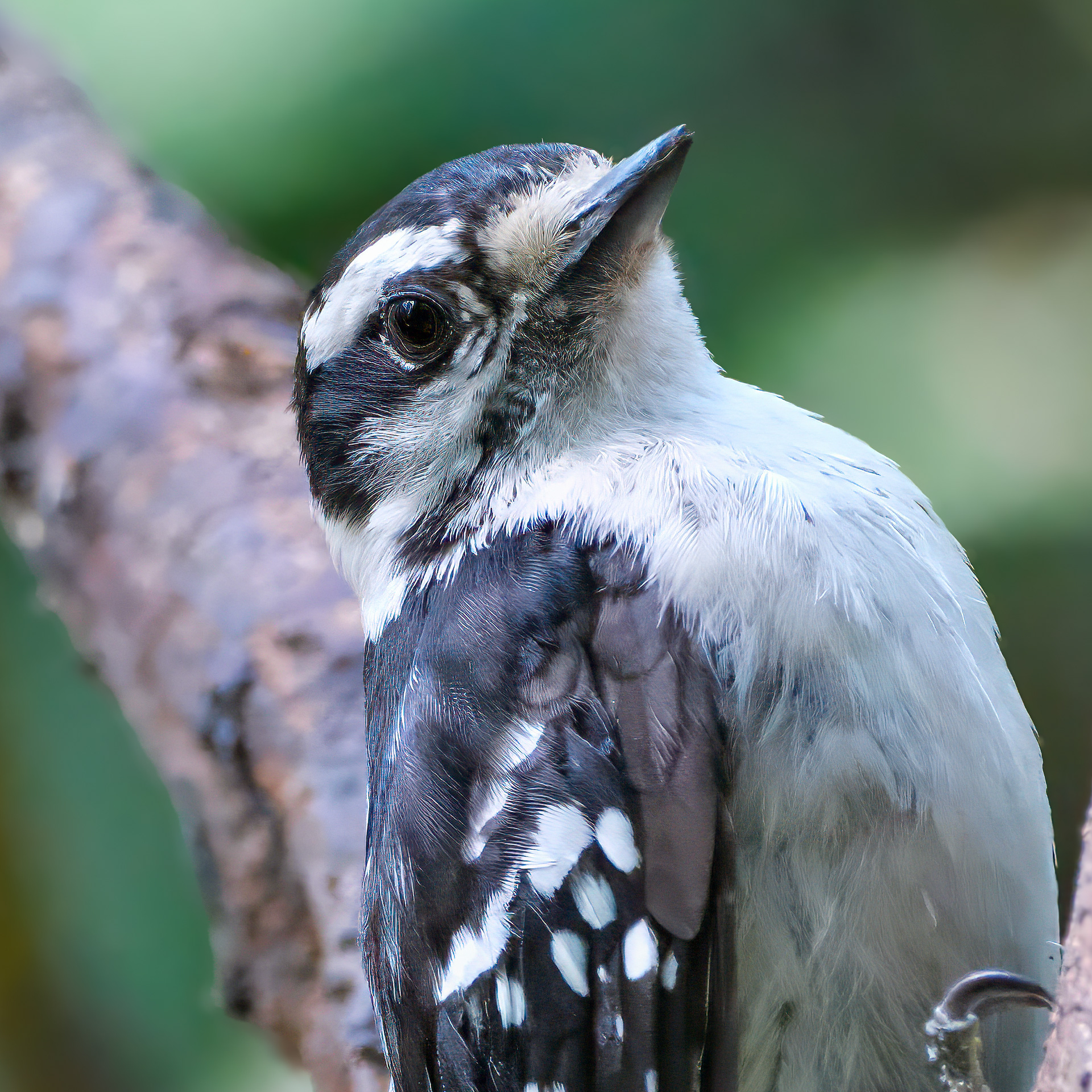 250801-414 Downy Woodpecker (Dryobates pubescens)