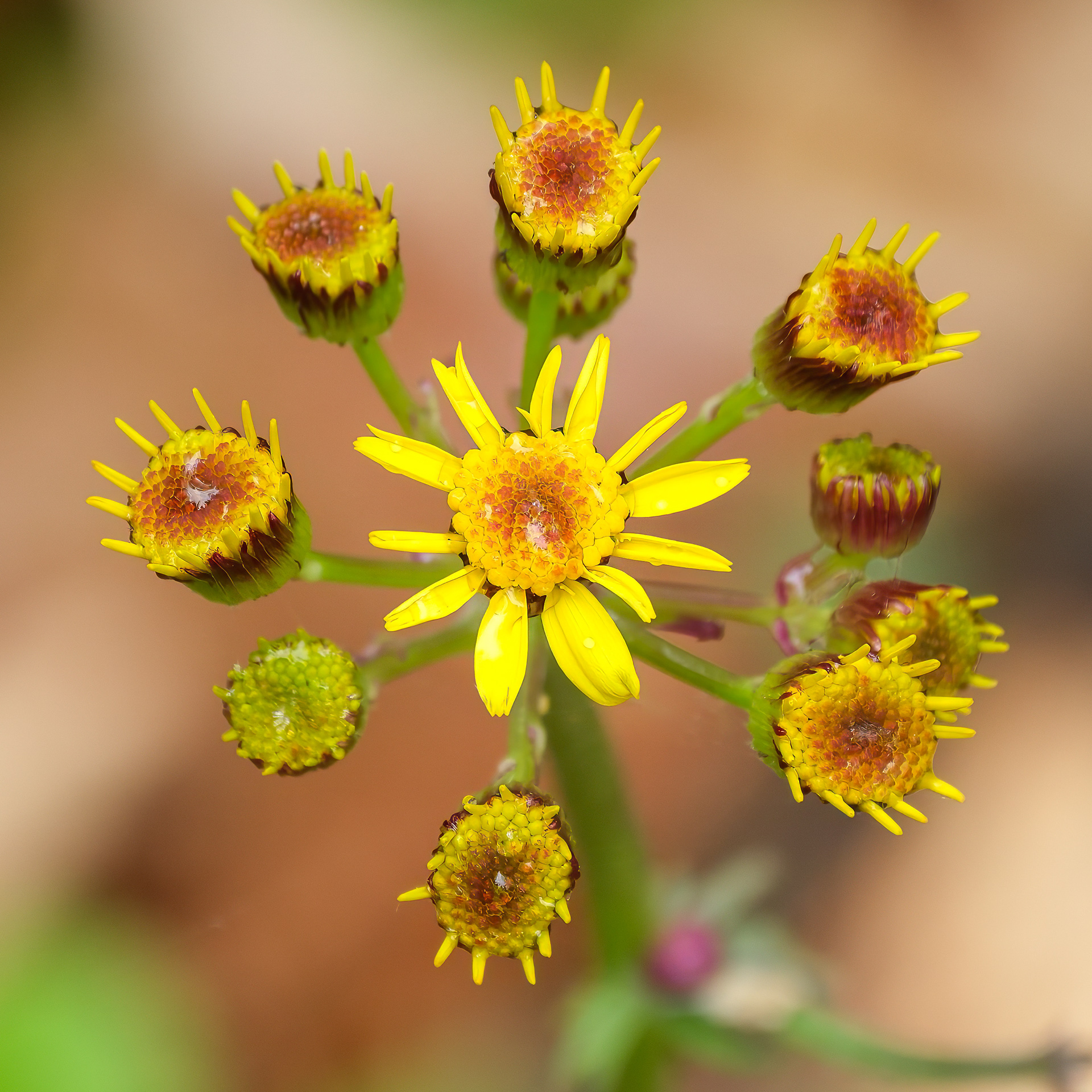 250504-105 Roundleaf Ragwort (Packera obovata)
