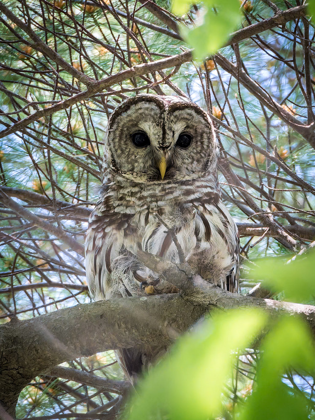 15530046 Barred Owl