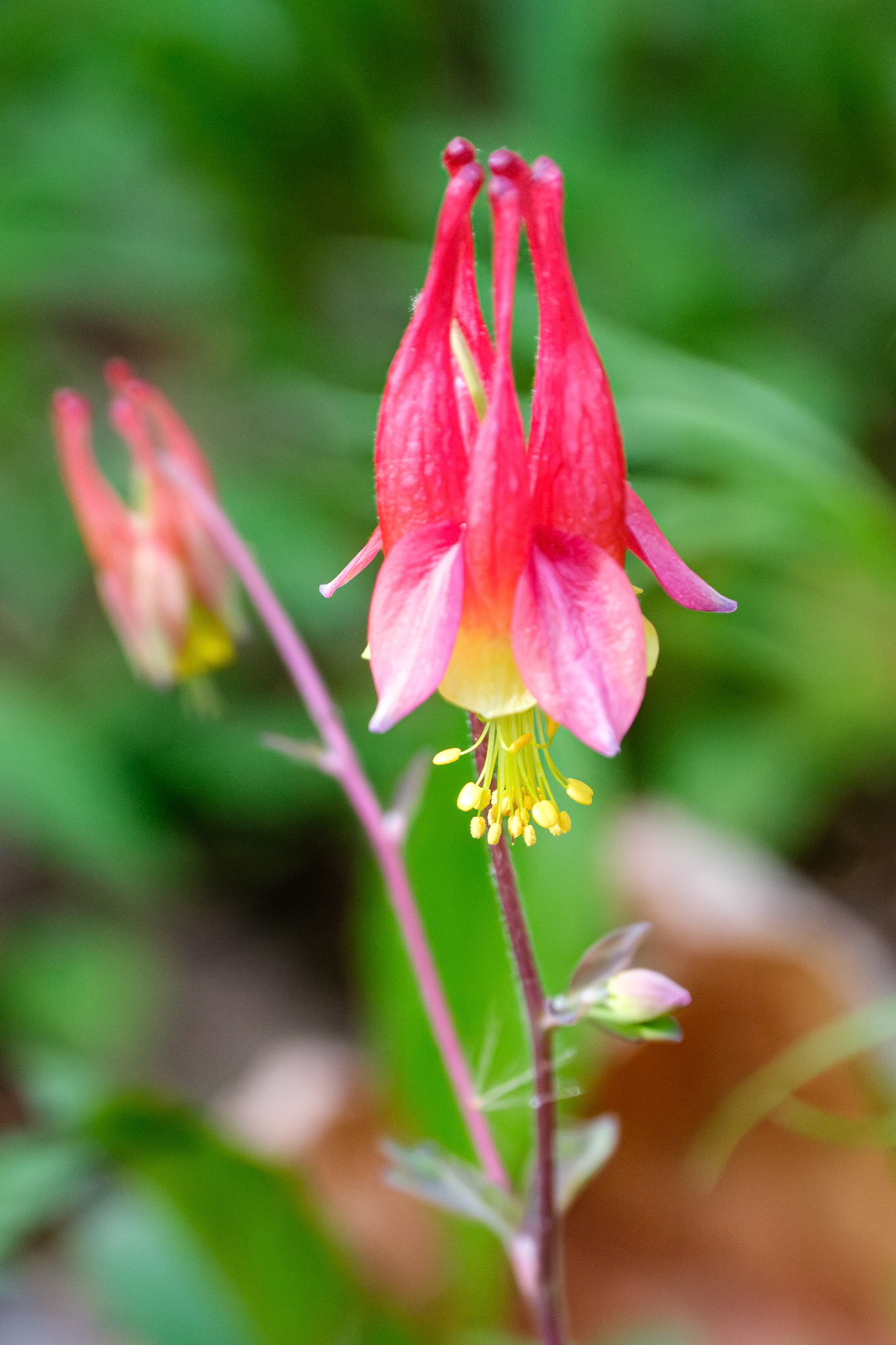 250429-836 Red Columbine (Aquilegia canadensis)