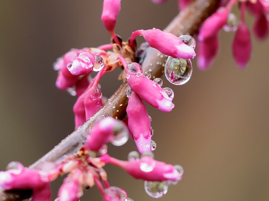17422021 Redbud Water Drops