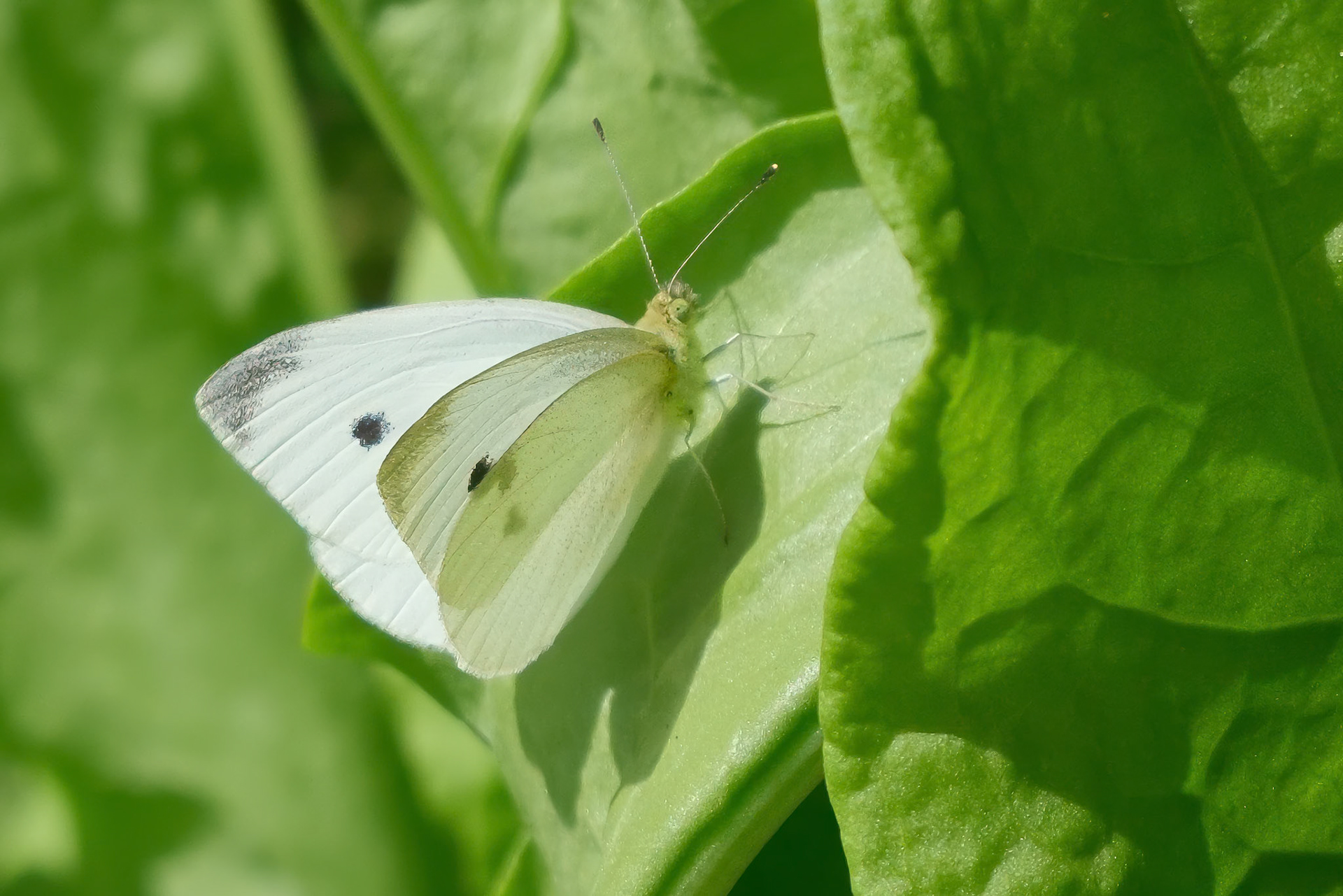240906-515 Cabbage White (Pieris rapae)